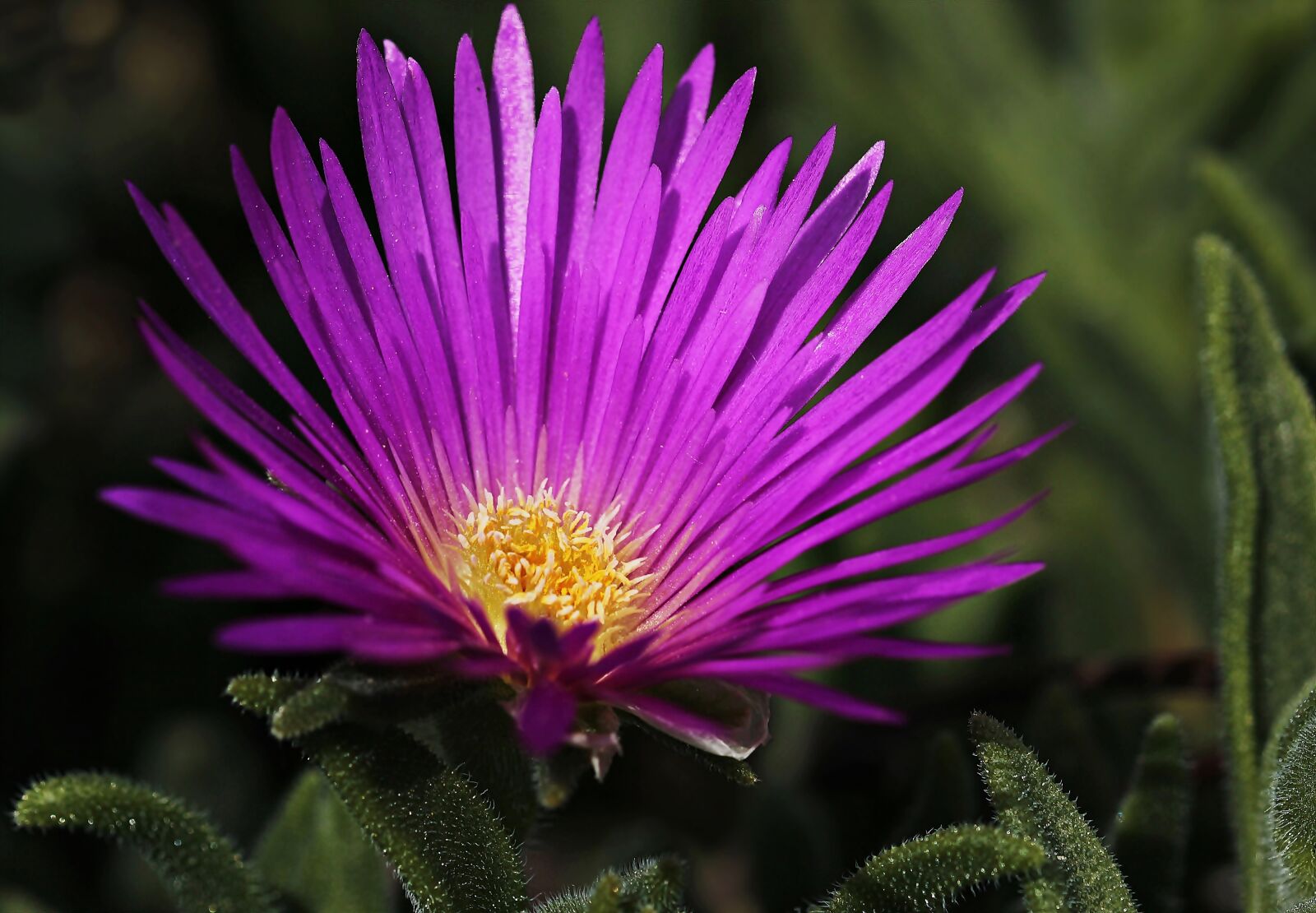 Canon EOS 100D (EOS Rebel SL1 / EOS Kiss X7) sample photo. Ice plant, flower, blossom photography