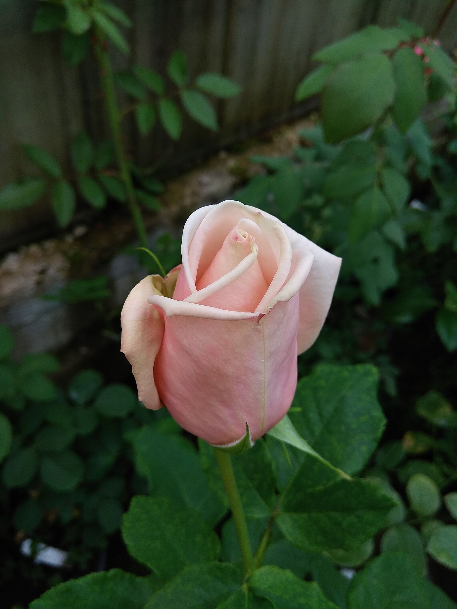 Xiaomi Redmi Note 4 sample photo. Rose, bud, flower photography