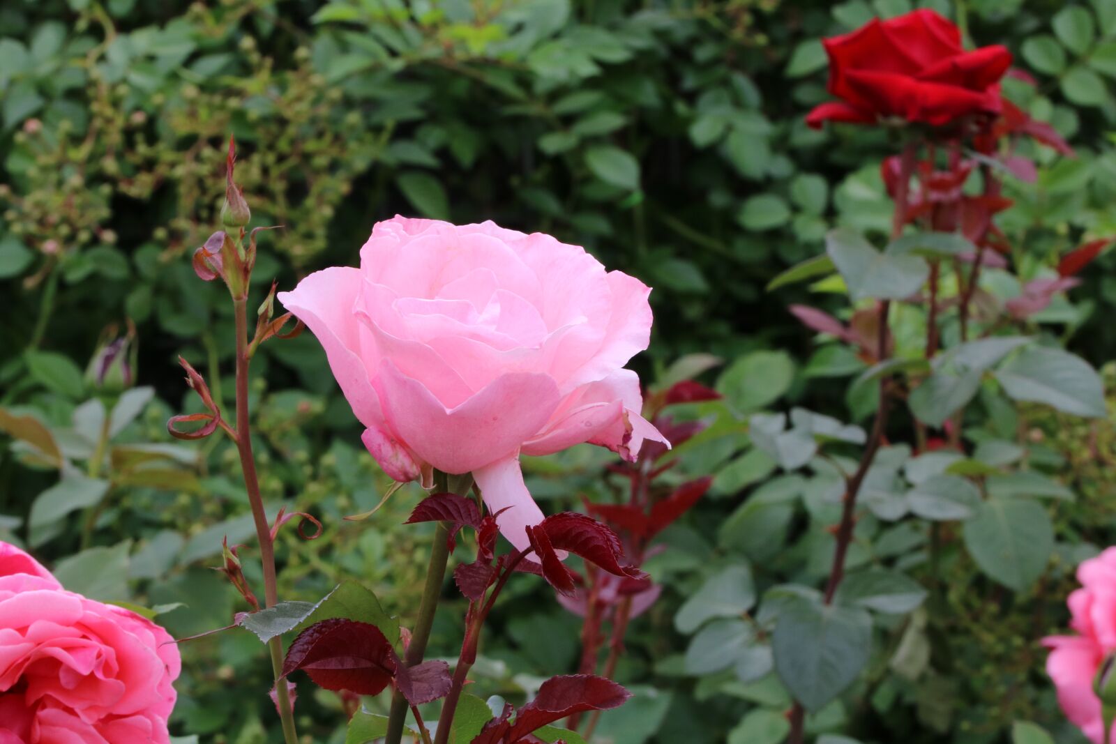 Canon EOS 750D (EOS Rebel T6i / EOS Kiss X8i) sample photo. Rose, rose festival, nature photography