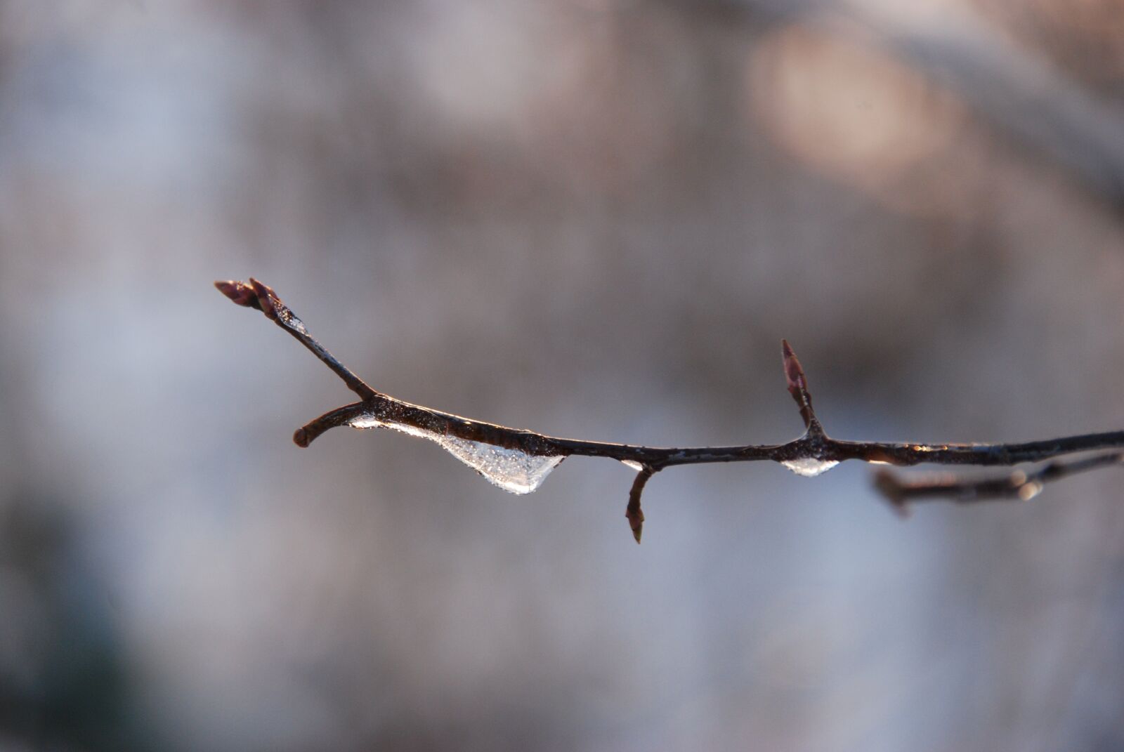 Nikon D80 sample photo. Nature, winter, ice photography