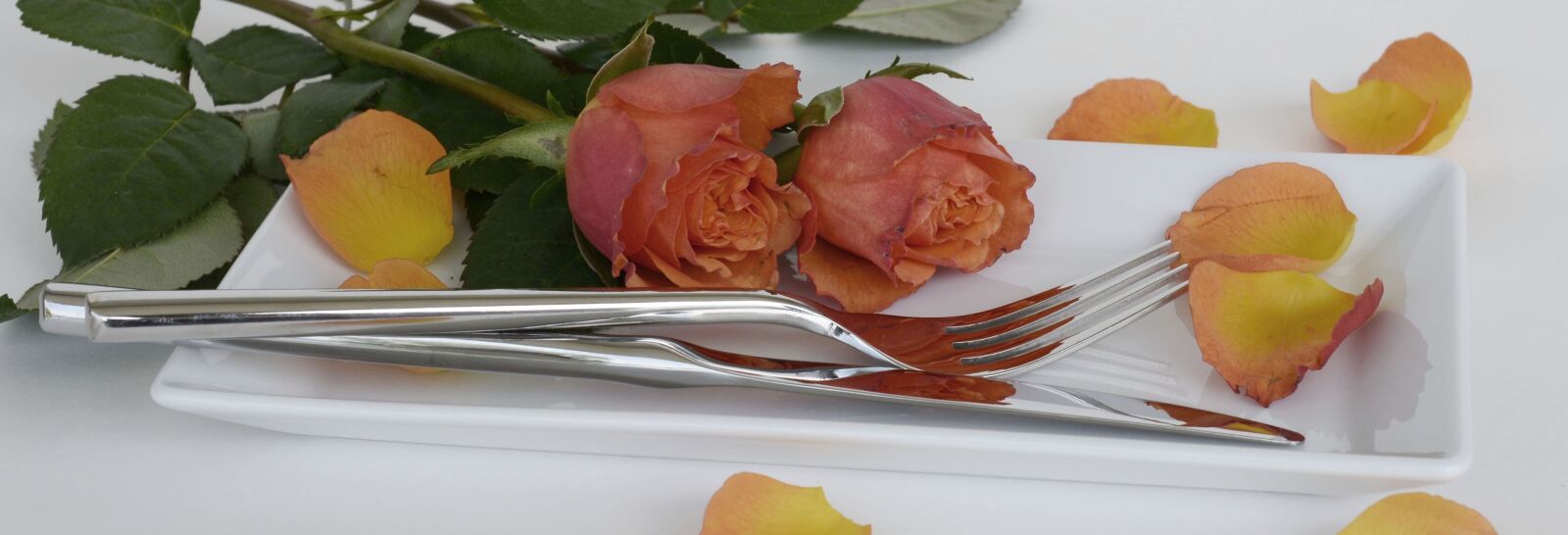 Nikon D7100 sample photo. Roses, rose flower, flowers photography