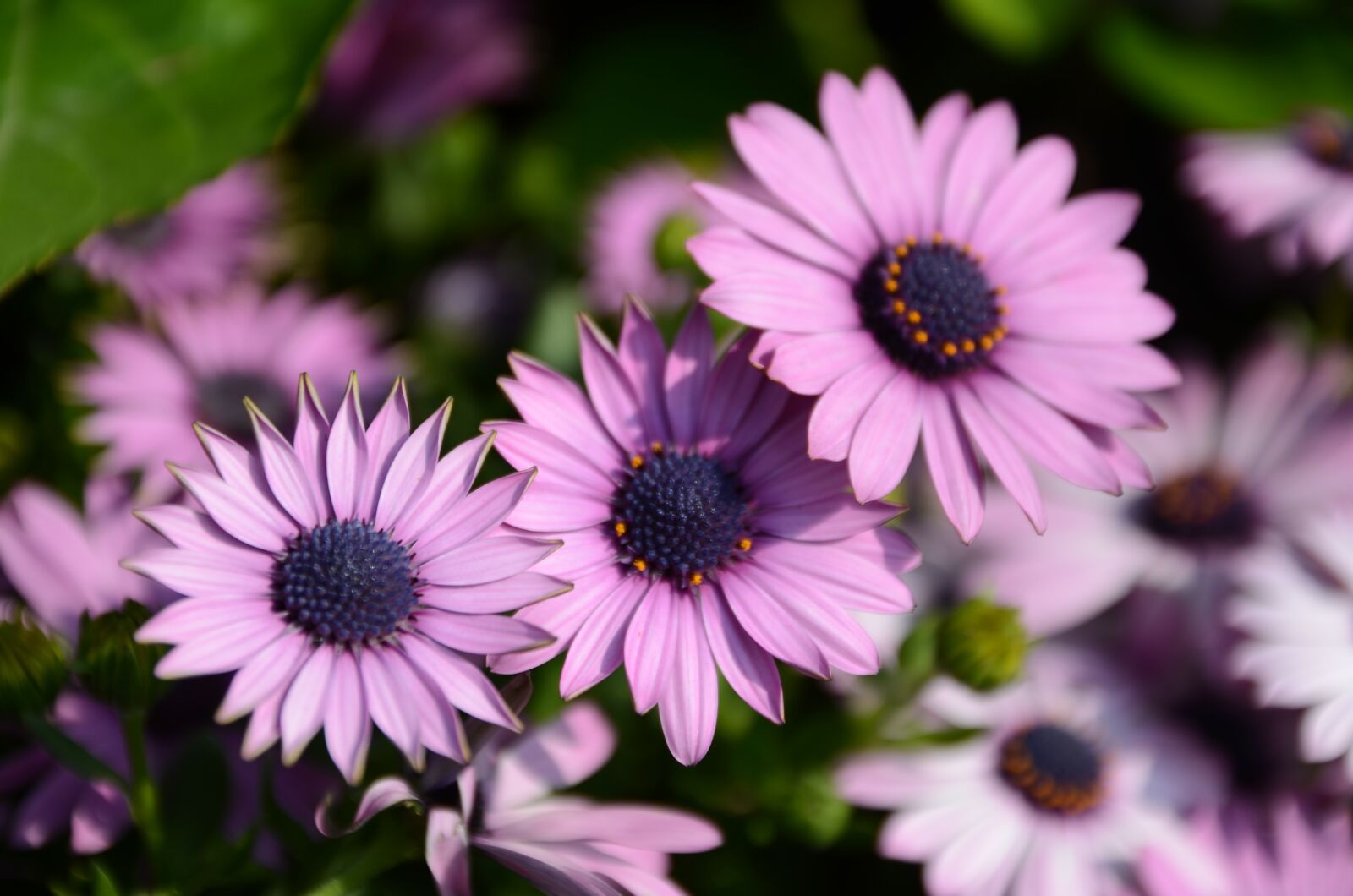 Nikon D7000 sample photo. Chrysanthemum, flower, purple photography