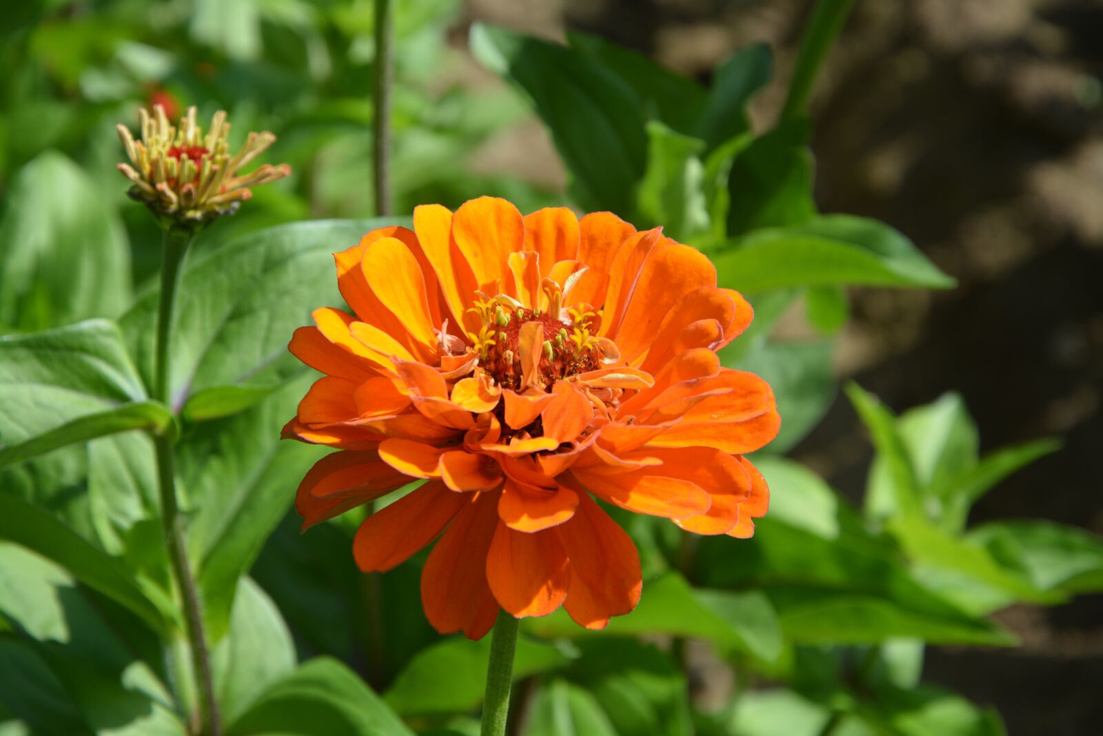 Nikon D5200 sample photo. Orange flowers, garden, massif photography