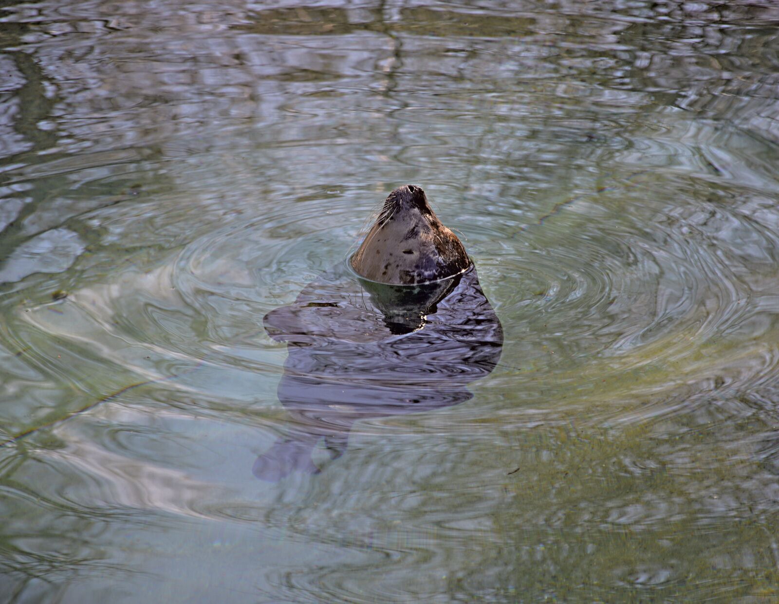 Nikon D3200 sample photo. Robbe, water, seal photography