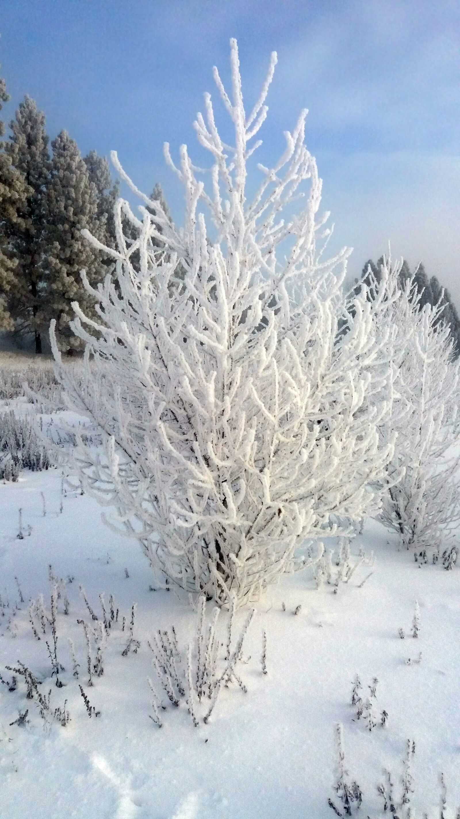 Samsung Galaxy J7(2015) sample photo. Spokane river, winter, tree photography