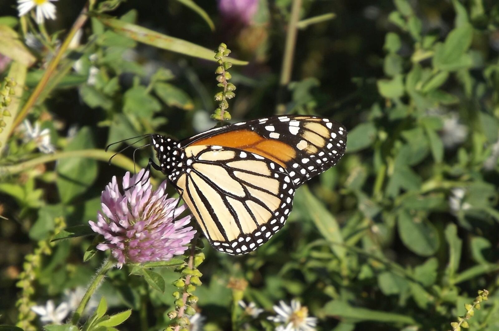 Fujifilm FinePix S3400 sample photo. Fauna, insect, butterfly photography