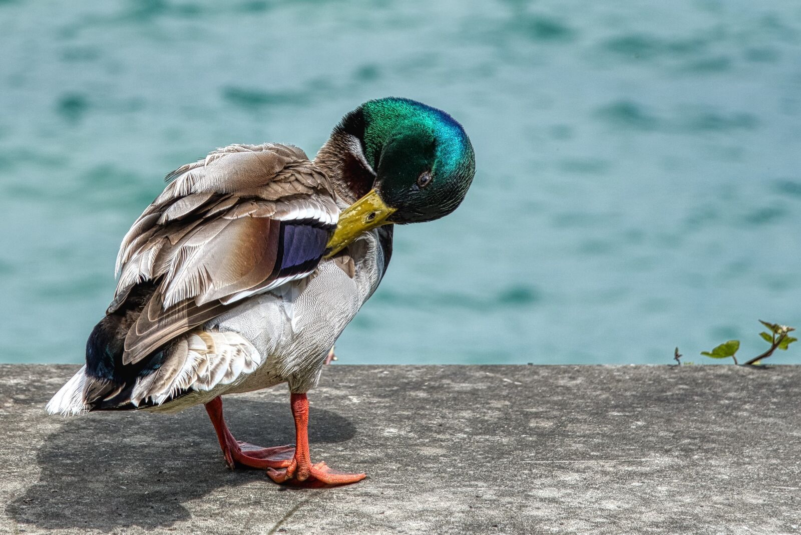 Nikon D750 sample photo. Mallard, anas platyrhynchos, anatidae photography
