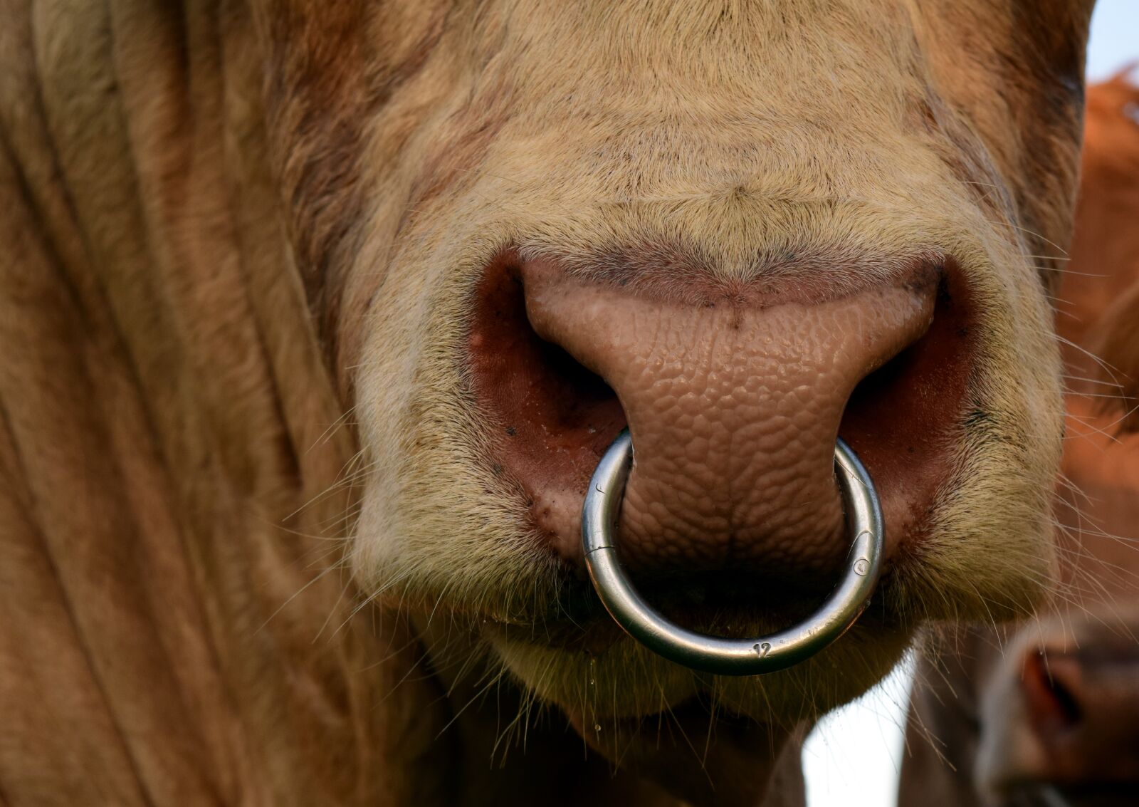 Nikon D3300 sample photo. Bull, nose ring, snout photography