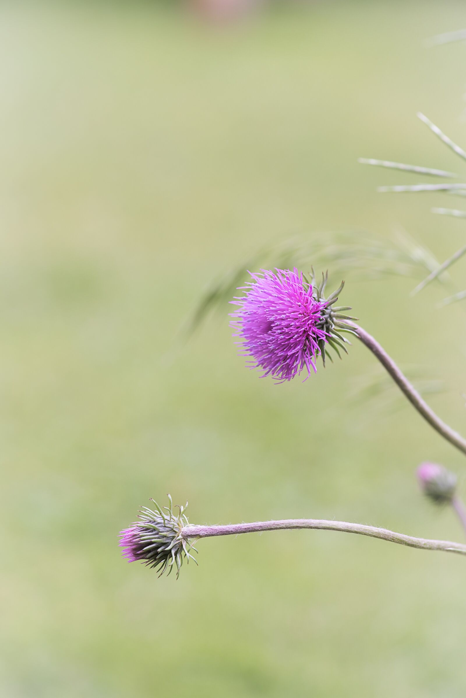 Nikon D750 sample photo. Flower, blossom, bloom photography