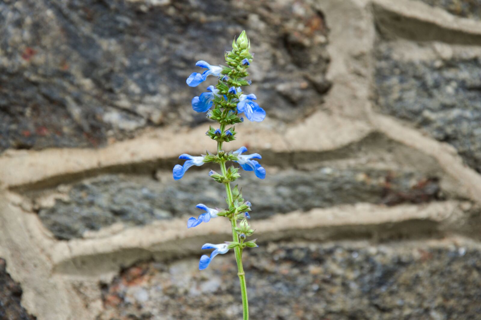 Nikon D3200 sample photo. Snapdragon blue, flower, garden photography