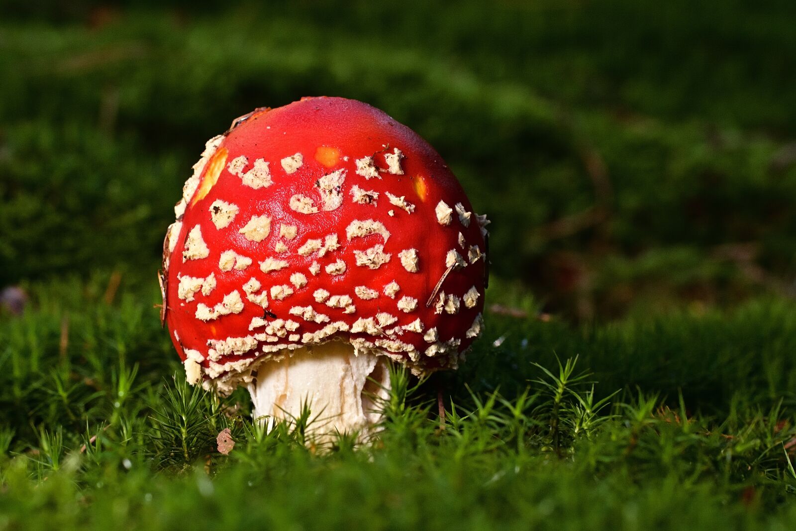 Nikon D5200 sample photo. Fly agaric, mushroom, red photography