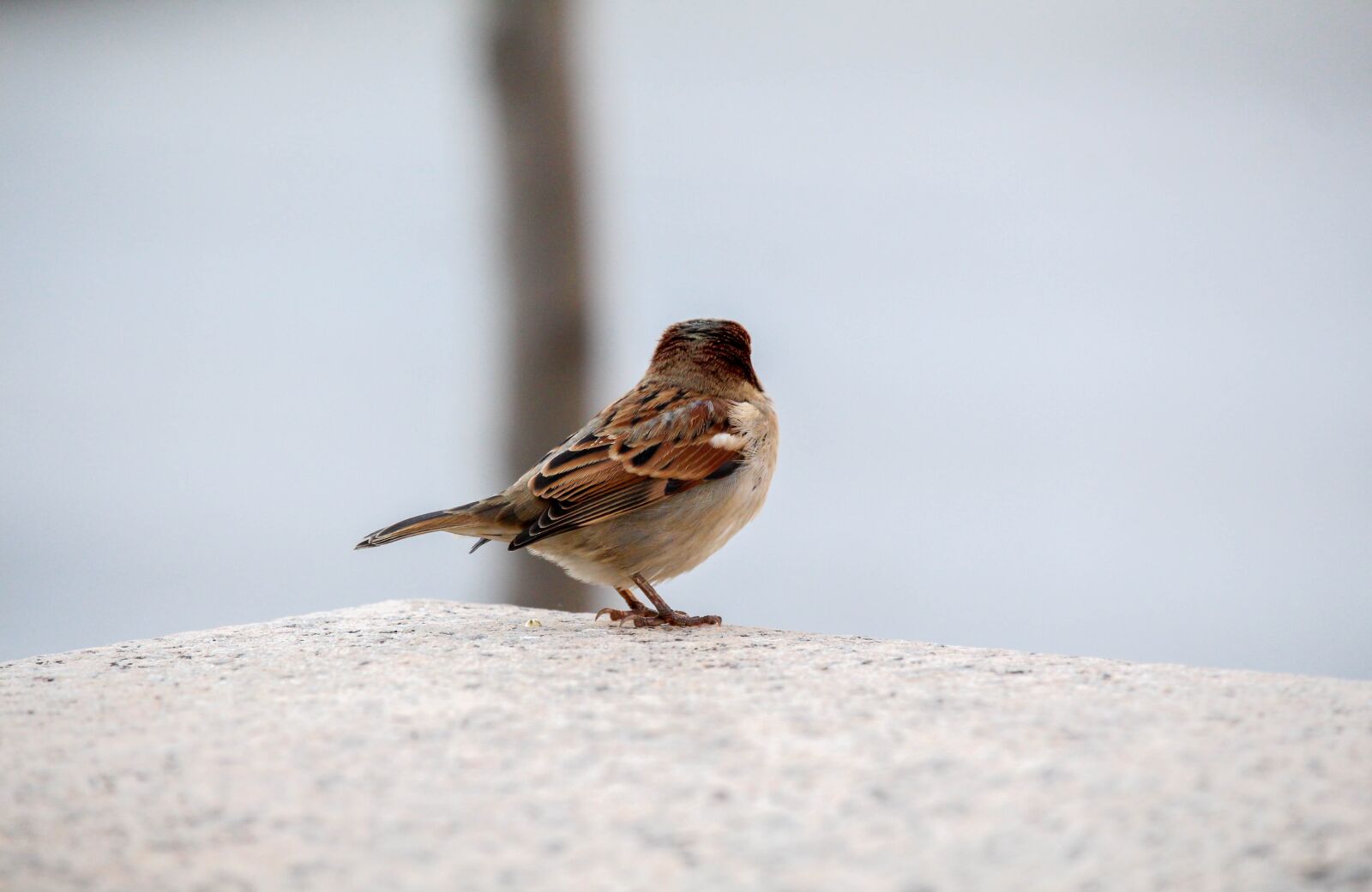 Canon EOS 700D (EOS Rebel T5i / EOS Kiss X7i) sample photo. Nature, bird, wildlife photography