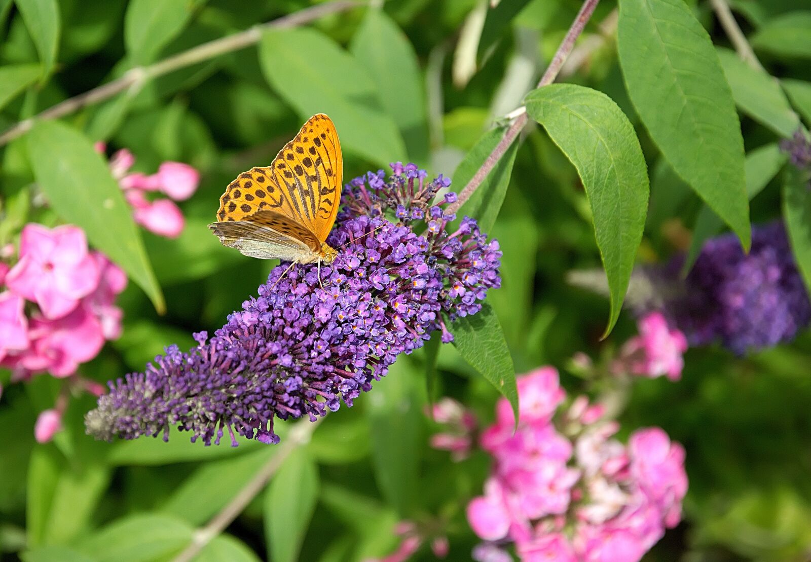 Nikon D3300 sample photo. Butterfly, blossom, bloom photography