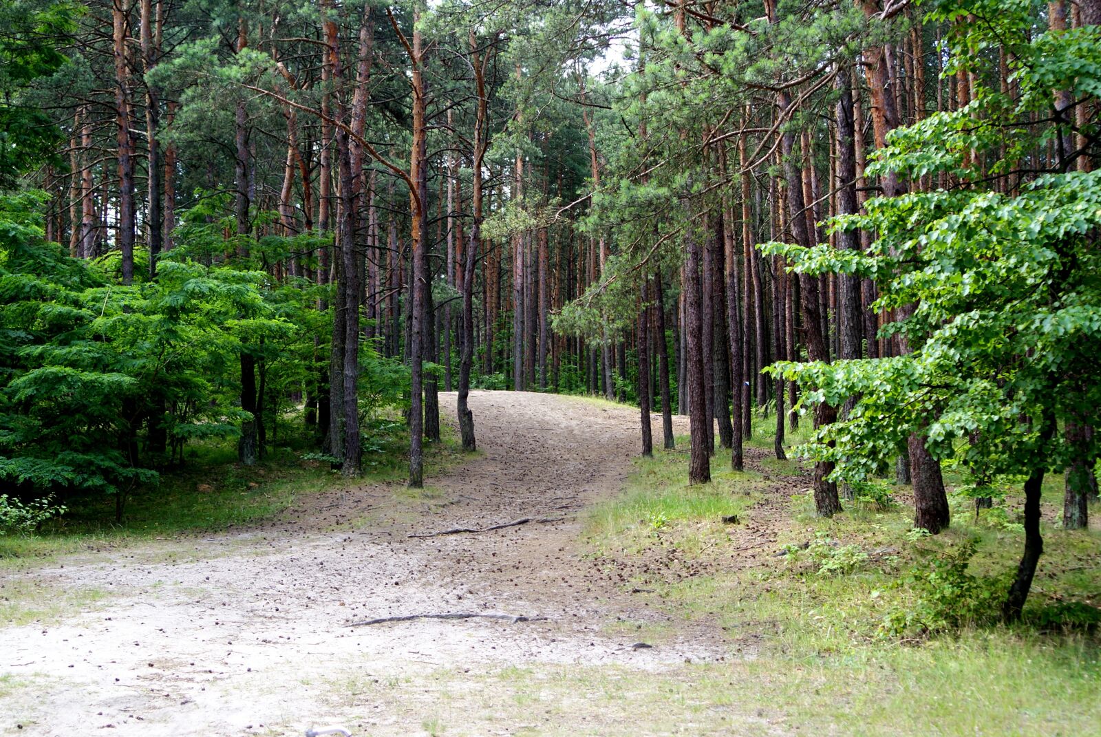 Sony Alpha DSLR-A200 sample photo. Forest, tree, nature photography