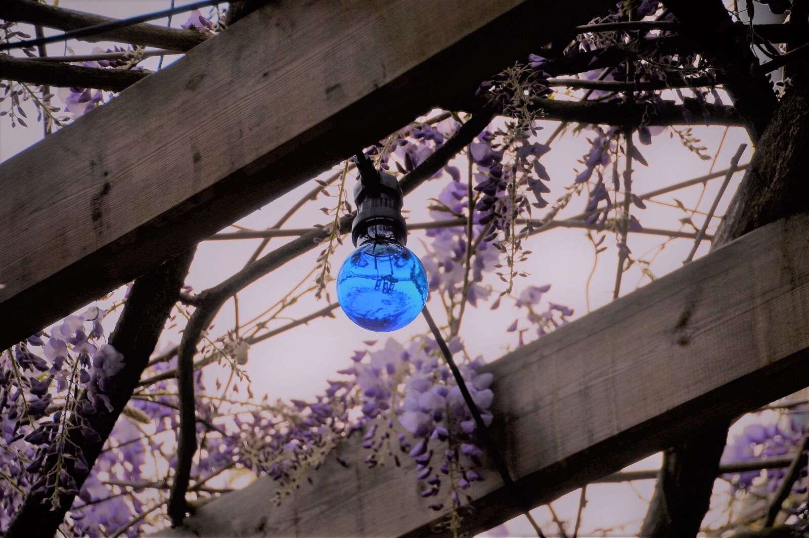 Nikon D3200 sample photo. Wisteria, glycine, flower photography