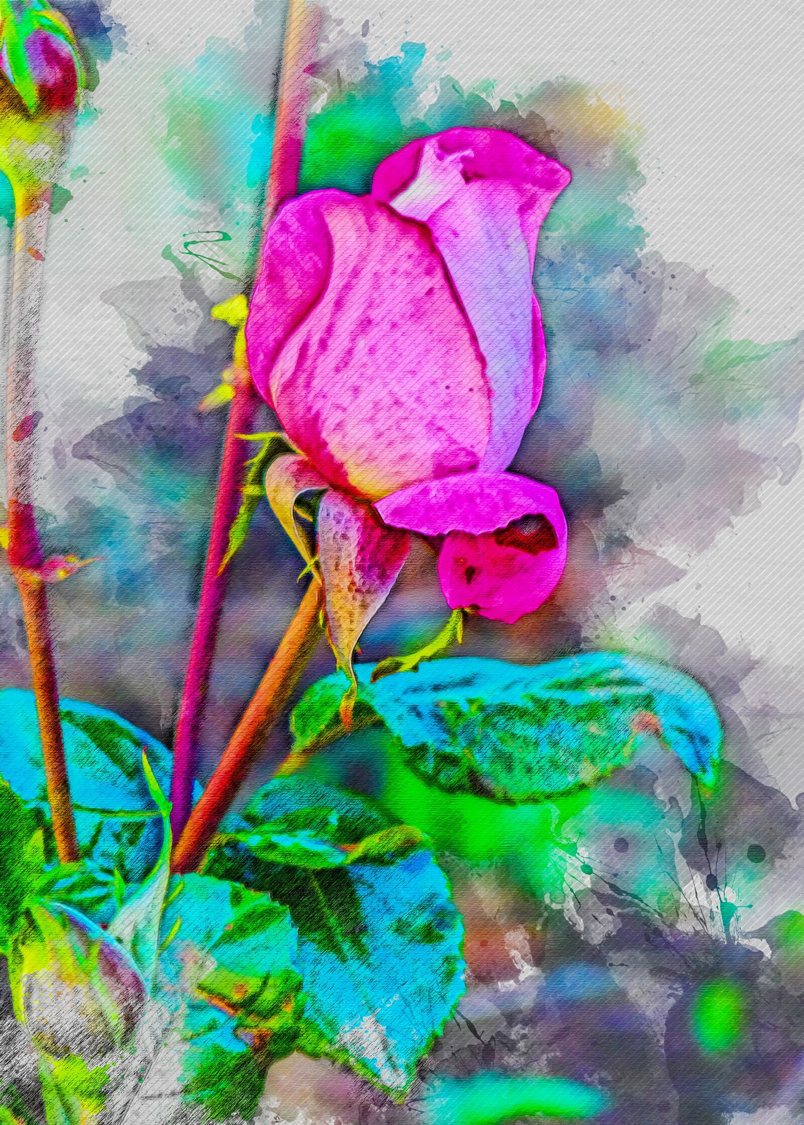 Panasonic Lumix DMC-FZ28 sample photo. Rose, flower, patagonia photography