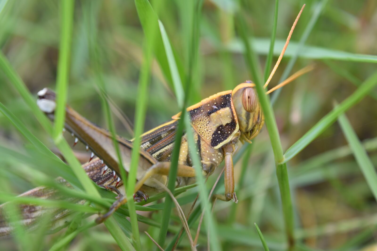 Nikon D5500 sample photo. Locusts, insect, nature photography