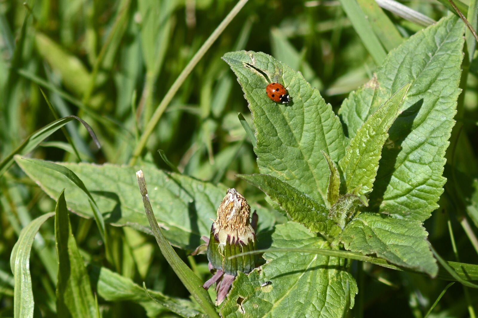 Nikon D7100 sample photo. Ladybug, lucky charm, lucky photography