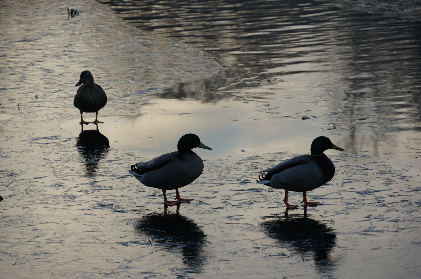 Sony NEX-VG20E sample photo. Ducks, lake, winter photography