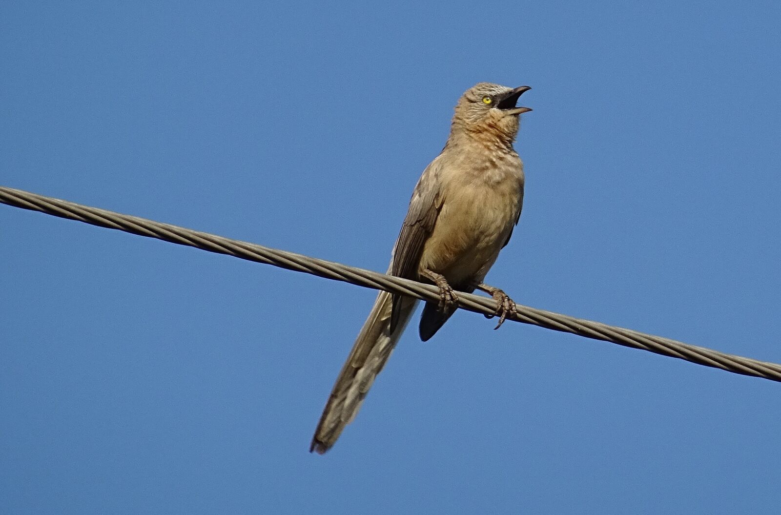 Sony DSC-HX60V sample photo. Bird, babbler, large grey photography