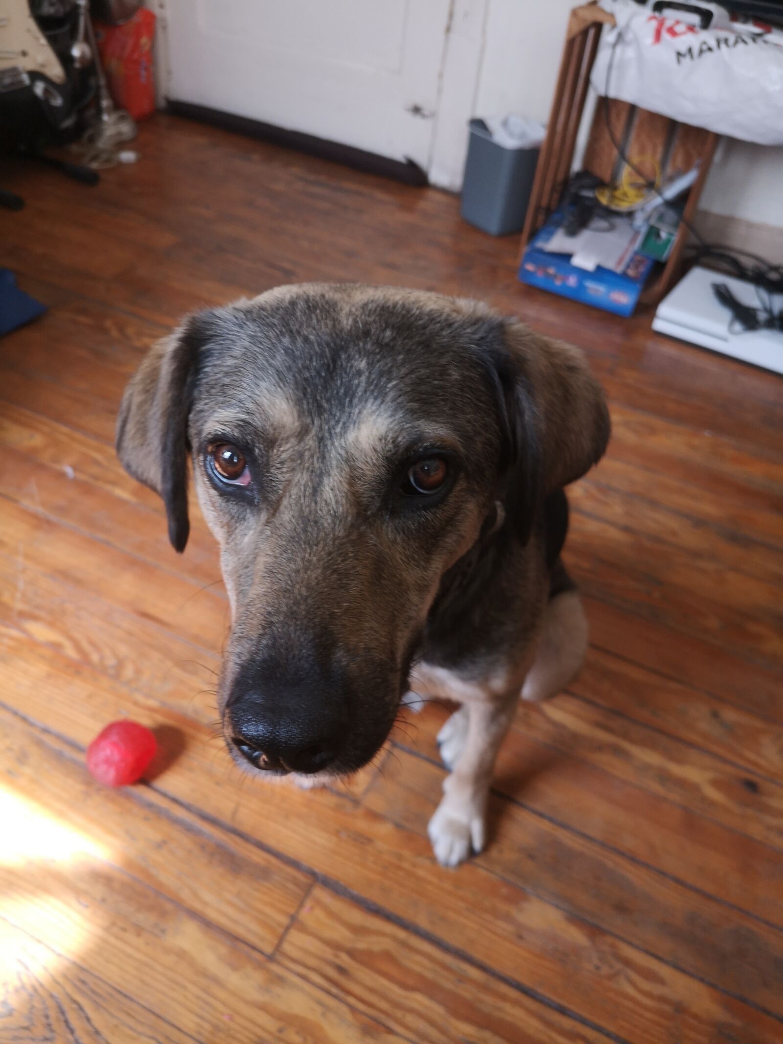 HUAWEI P20 sample photo. Dog, life, pet photography