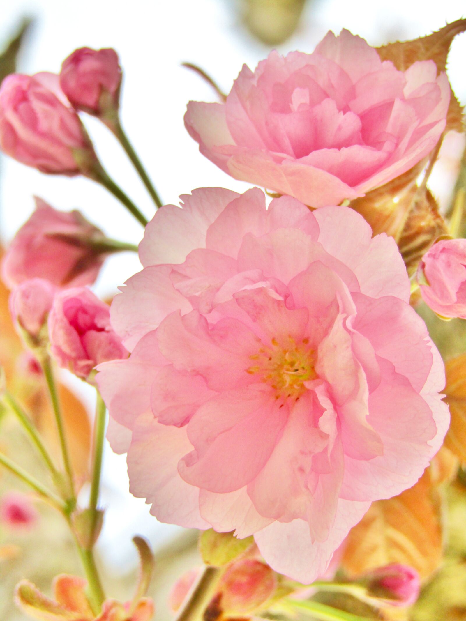 Canon POWERSHOT SX432 IS sample photo. Ornamental cherry, japanese cherry photography