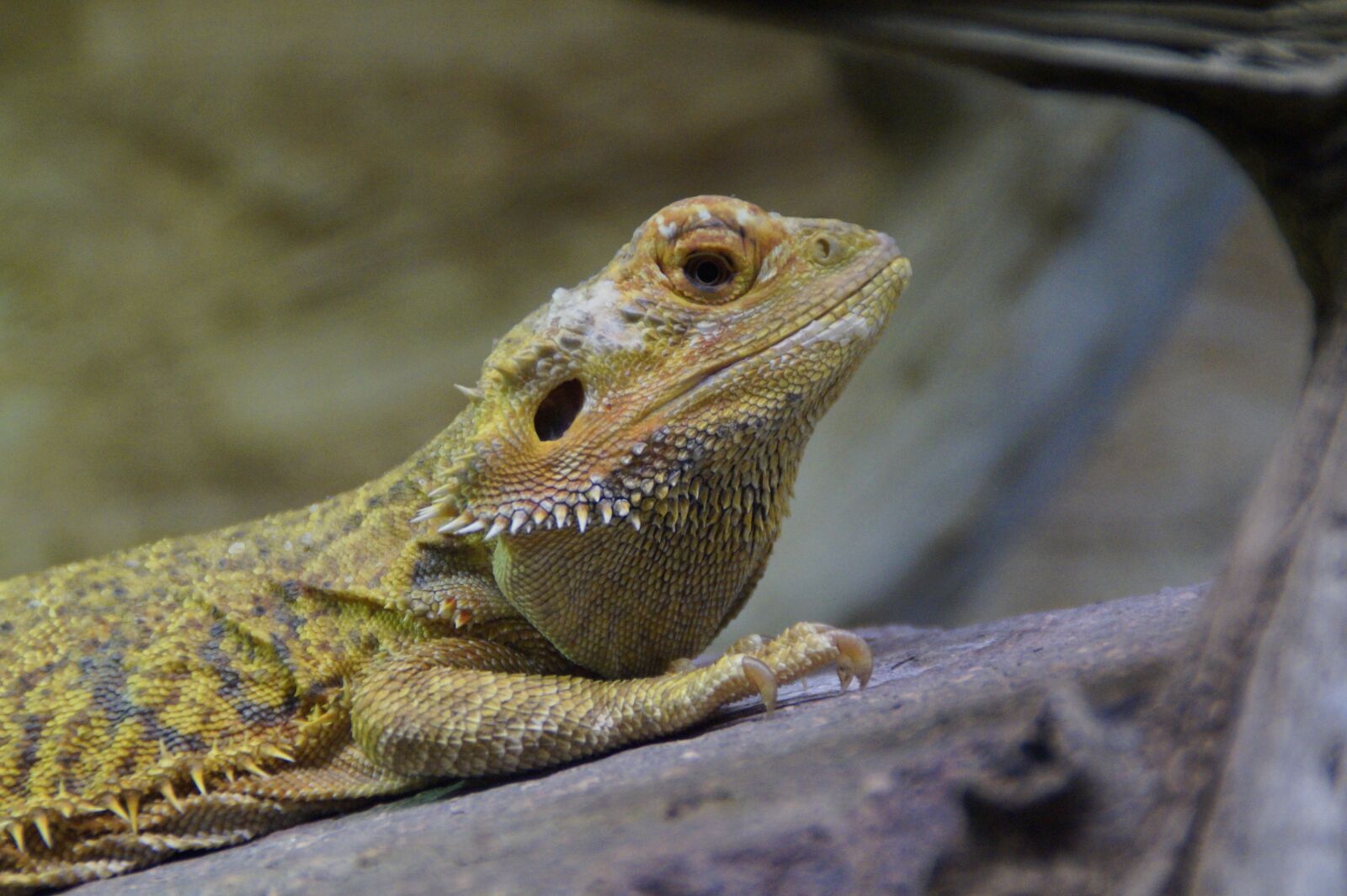 Sony SLT-A58 sample photo. Reptile, lizard, close up photography