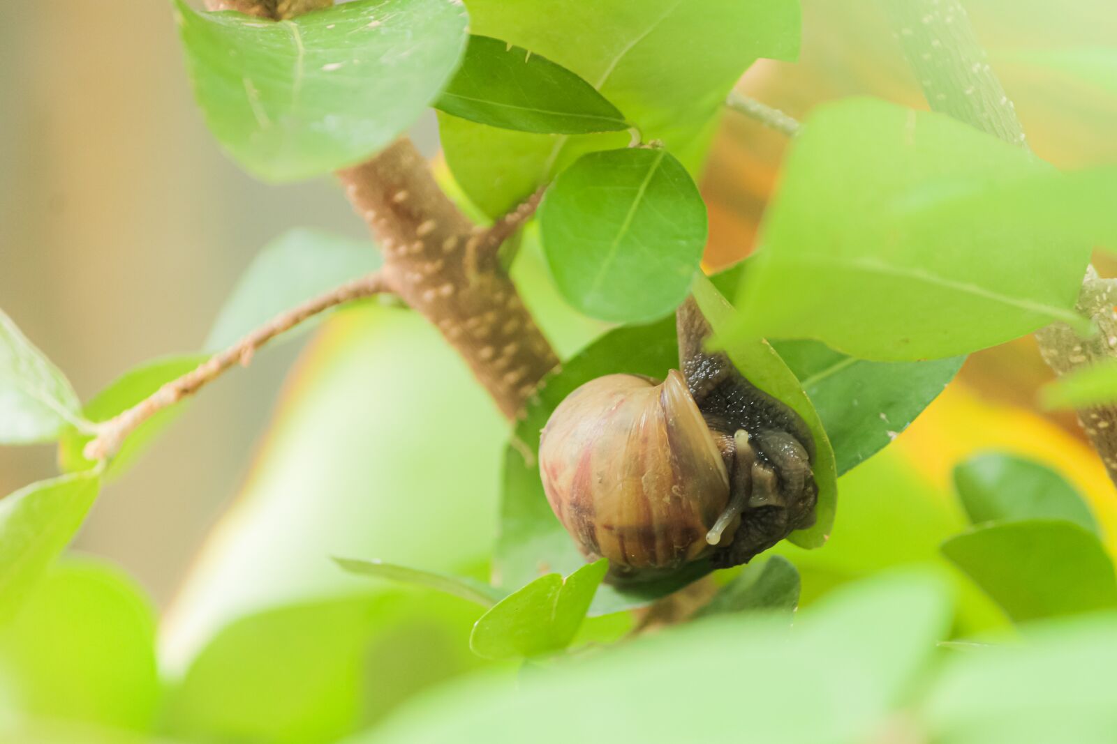 Canon EF-S 55-250mm F4-5.6 IS sample photo. Garden, food, spiral photography