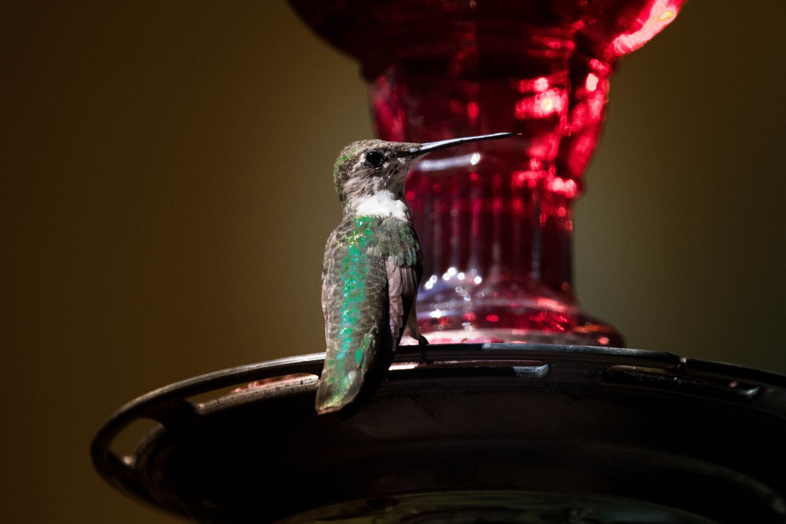 150-600mm F5-6.3 DG OS HSM | Contemporary 015 sample photo. Hummingbird, hummingbird feeder, nectar photography