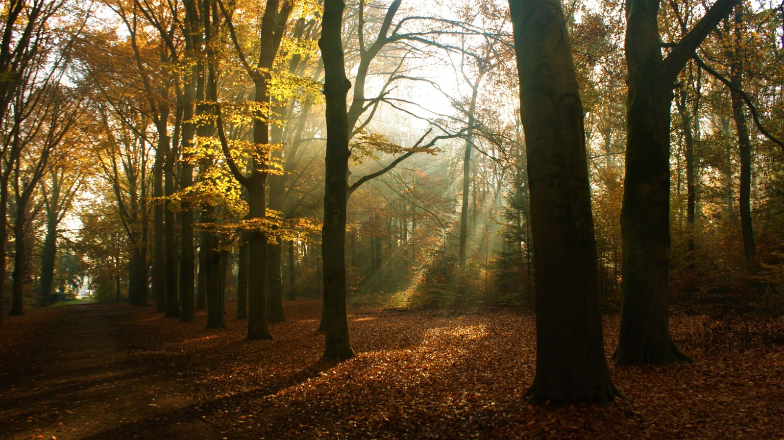 Sony Alpha DSLR-A350 sample photo. Forest, morning, sun photography