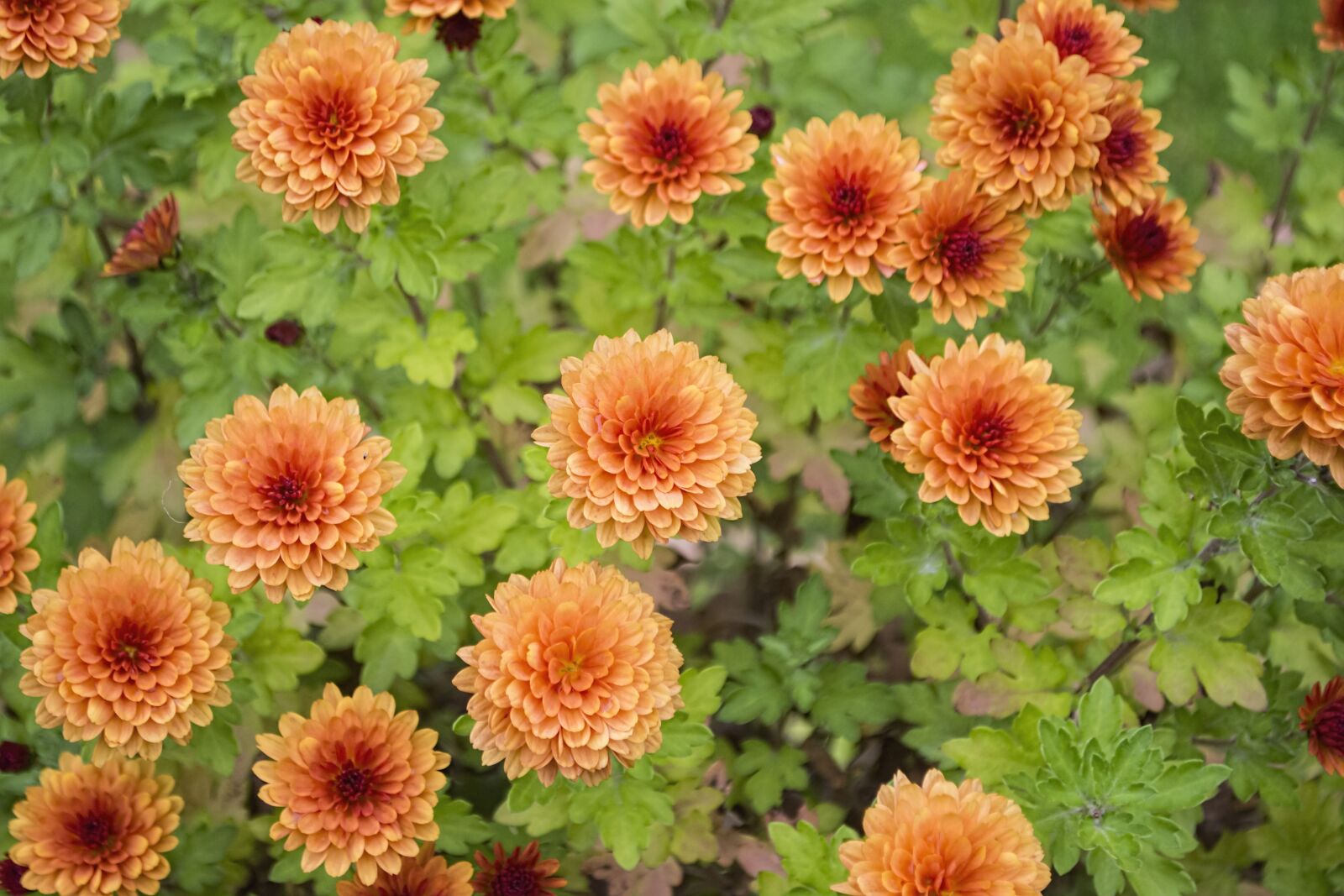 Nikon D7200 sample photo. Chrysanthemum, flowers, colour photography