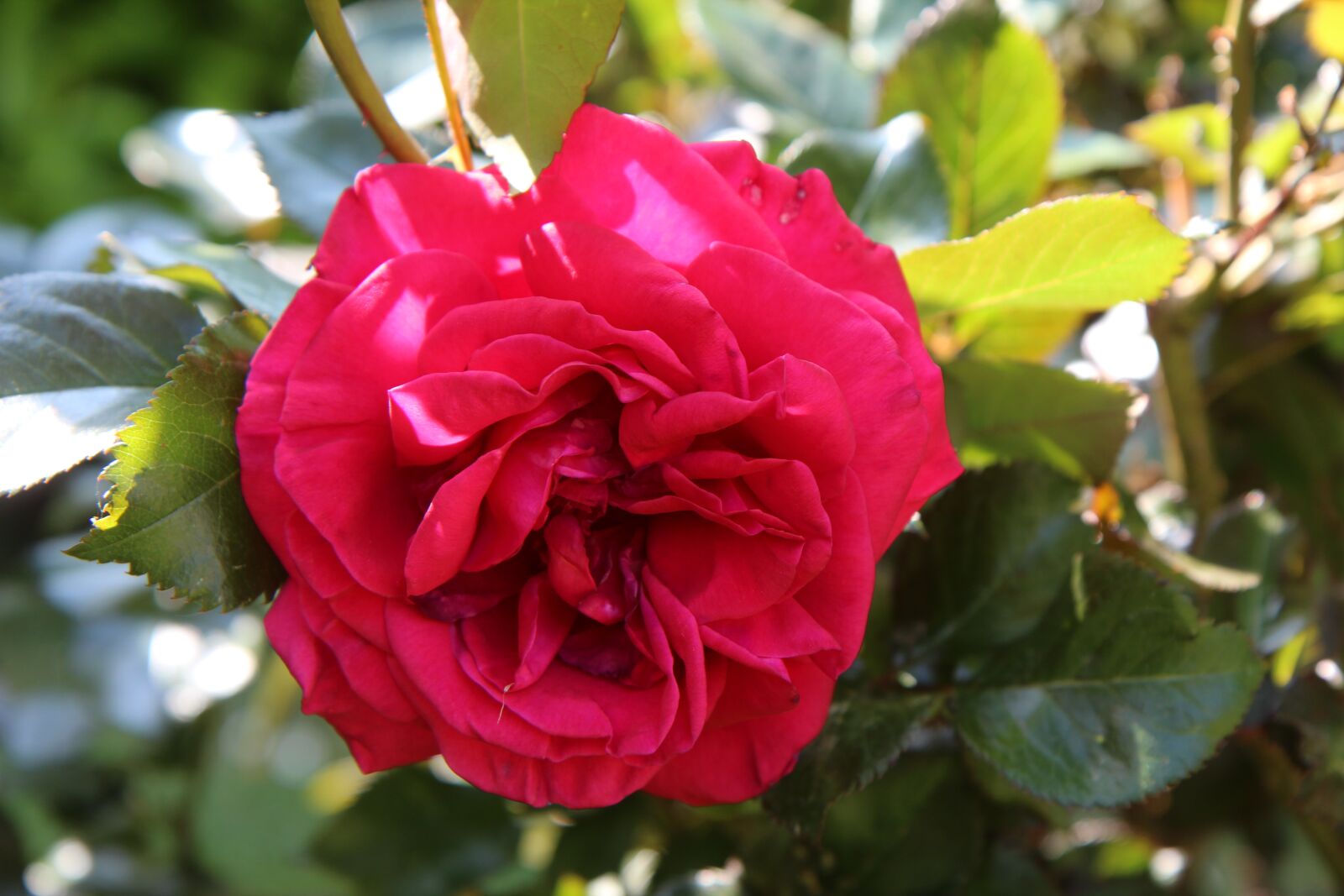 Canon EOS 600D (Rebel EOS T3i / EOS Kiss X5) sample photo. Pink, rosebush, red rose photography
