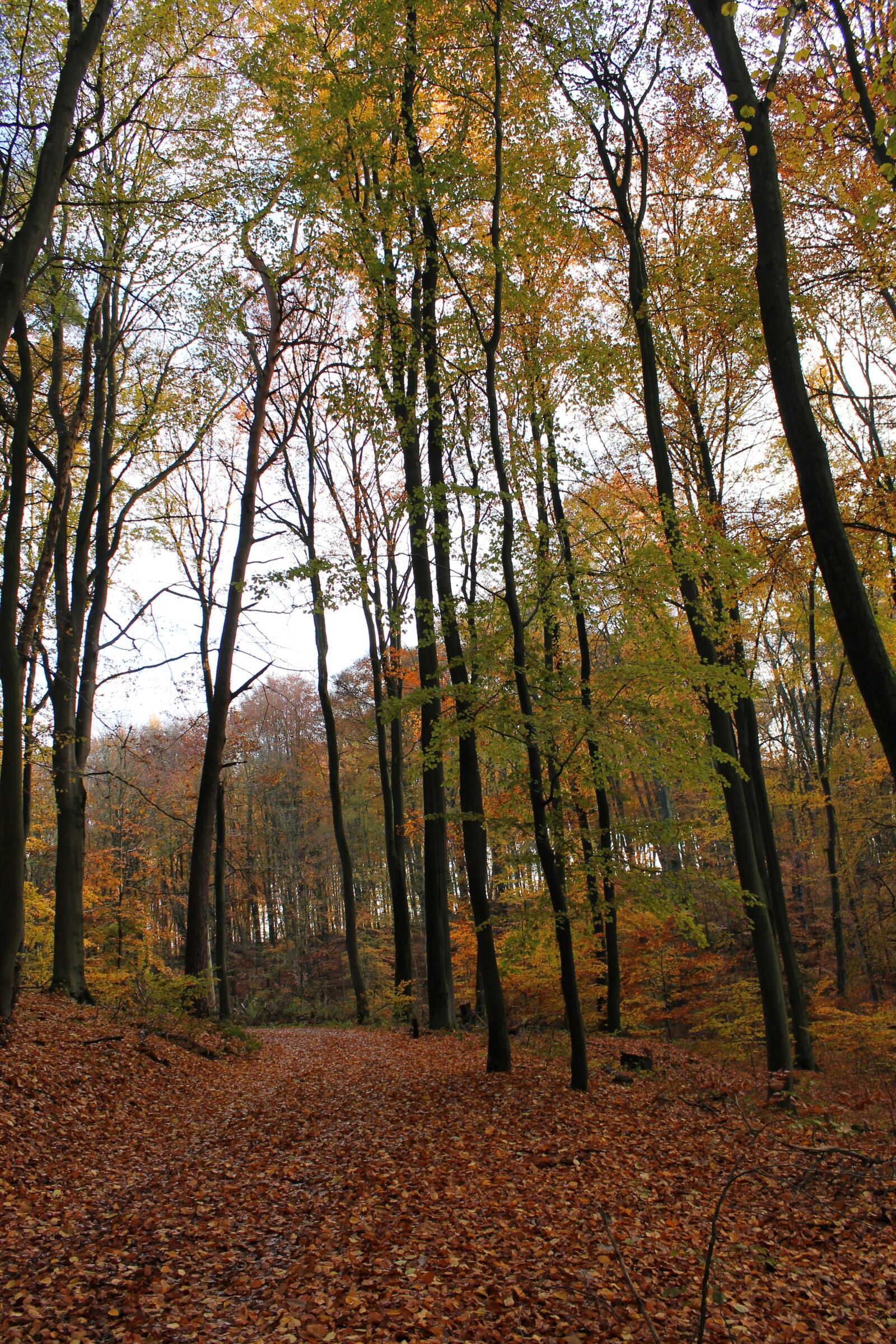 Canon EOS 1100D (EOS Rebel T3 / EOS Kiss X50) sample photo. Autumn, forest, leaves photography