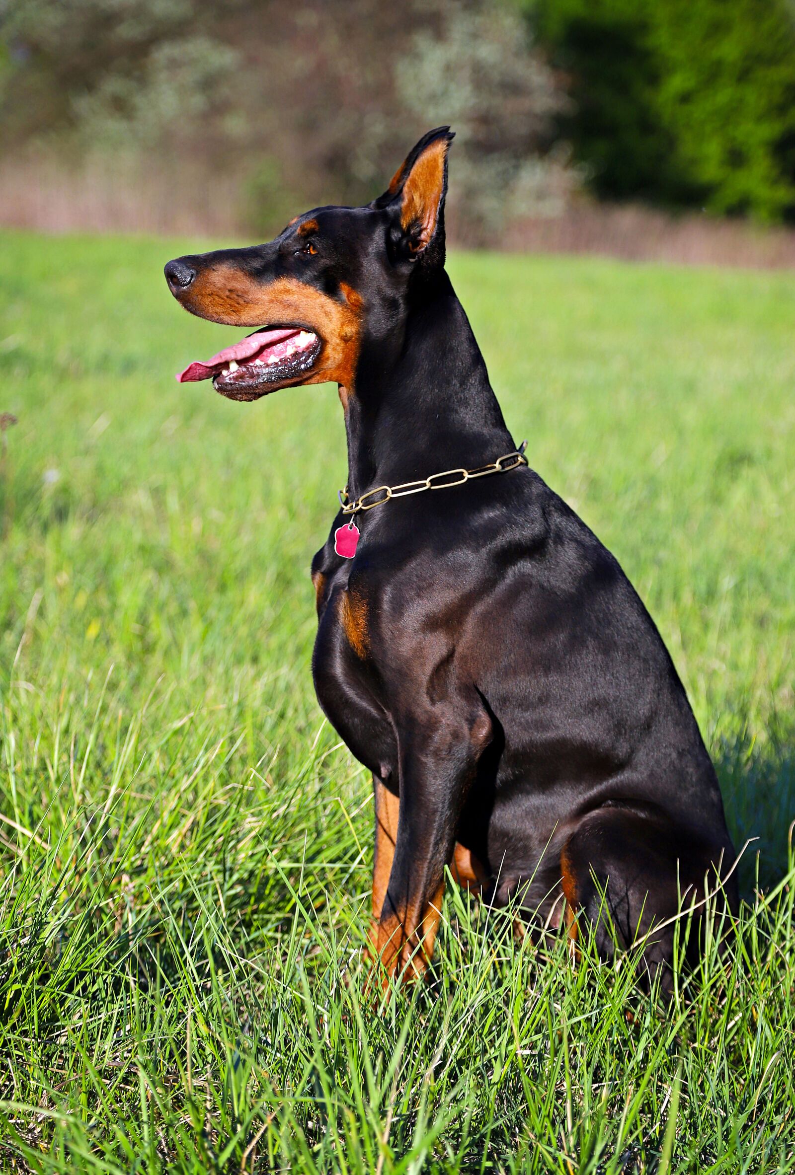 Canon EOS 6D Mark II sample photo. Doberman, sitting, dog photography