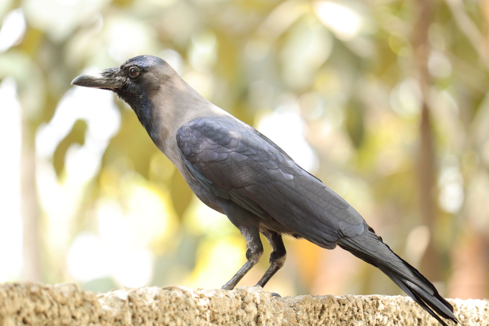 Canon EOS 250D (EOS Rebel SL3 / EOS Kiss X10 / EOS 200D II) sample photo. Crow, kerala, black photography