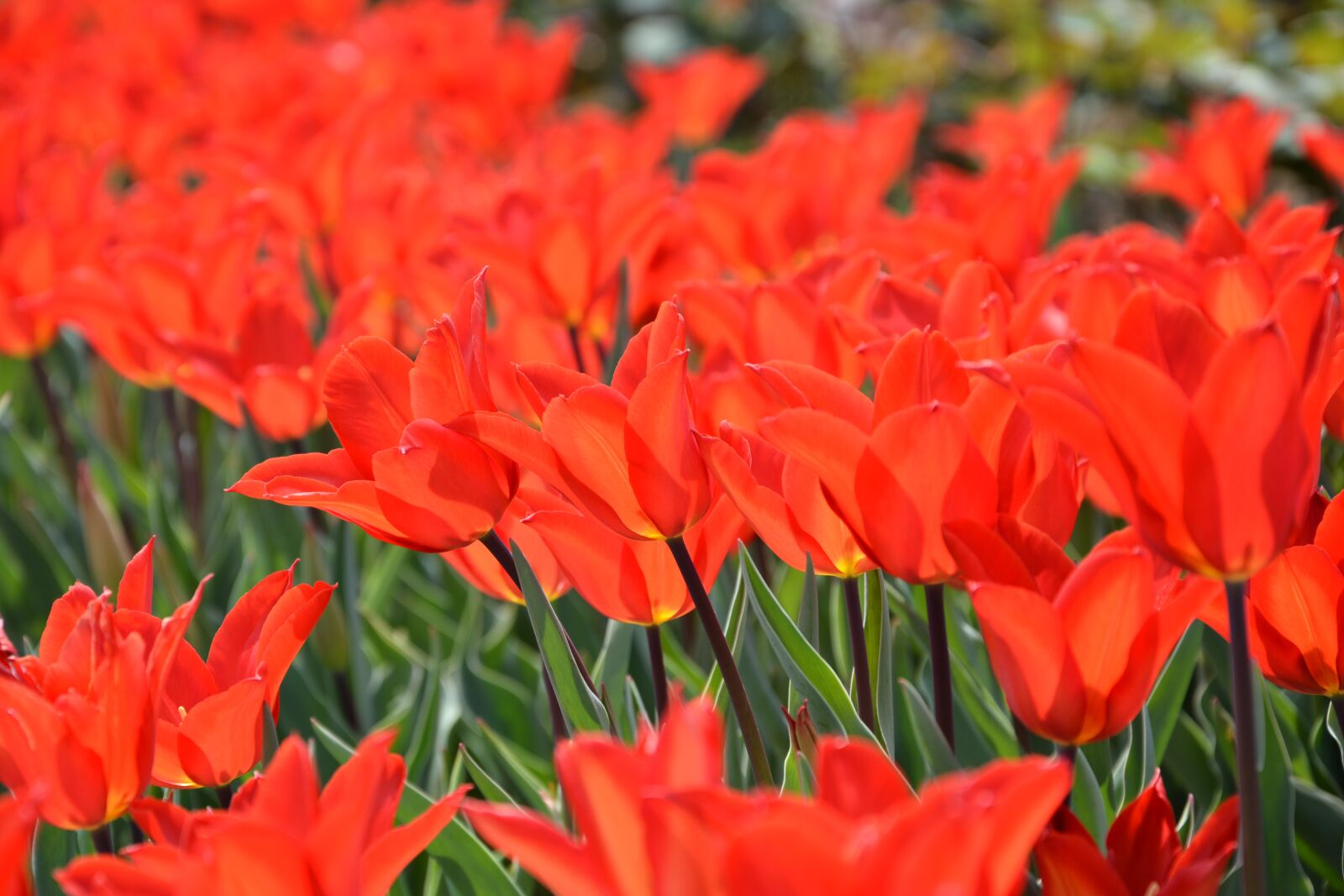 Nikon D7100 sample photo. M, park, red photography