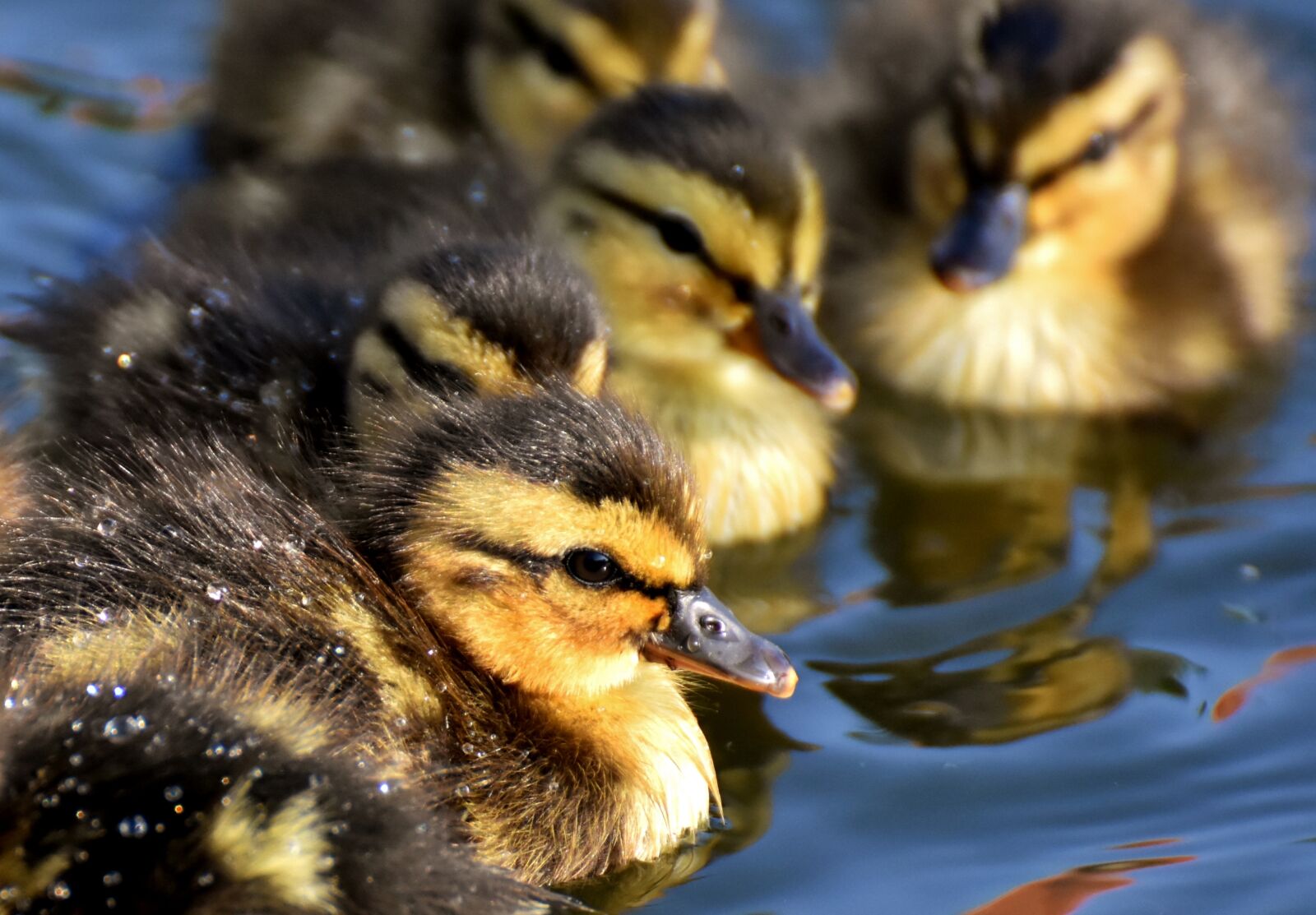 Nikon D7200 sample photo. Mallard, chicks, baby photography