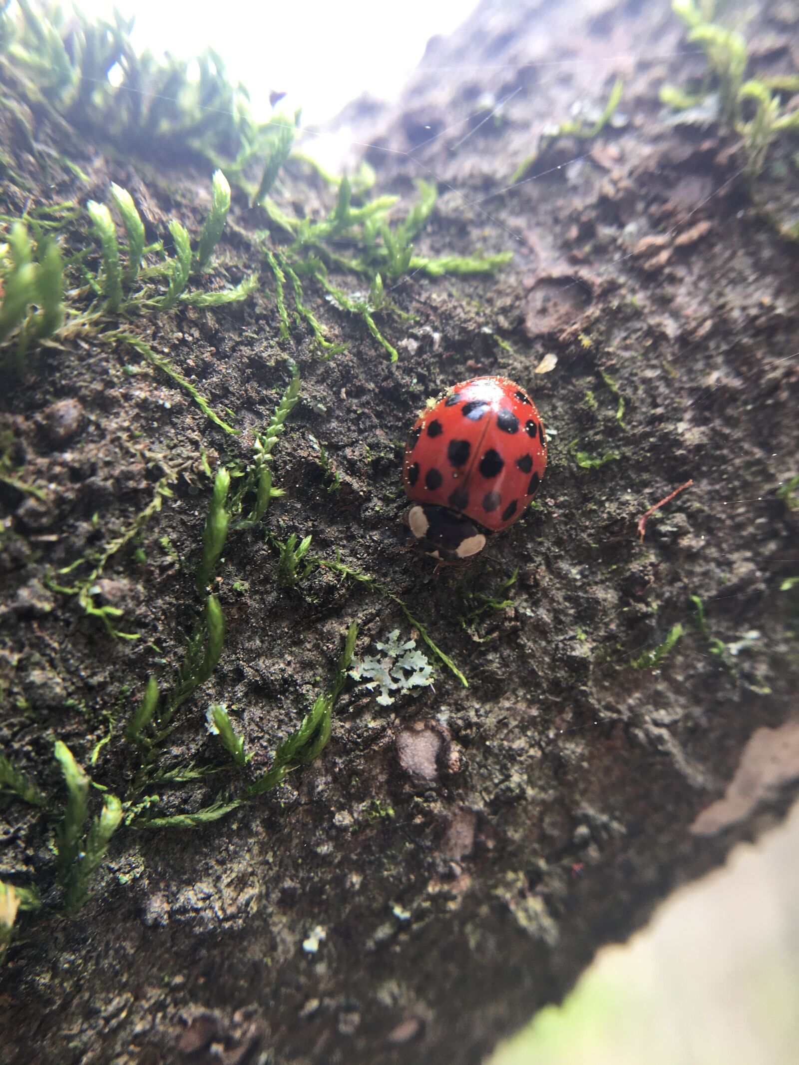 Apple iPhone 6s sample photo. Ladybug, insect, nature photography