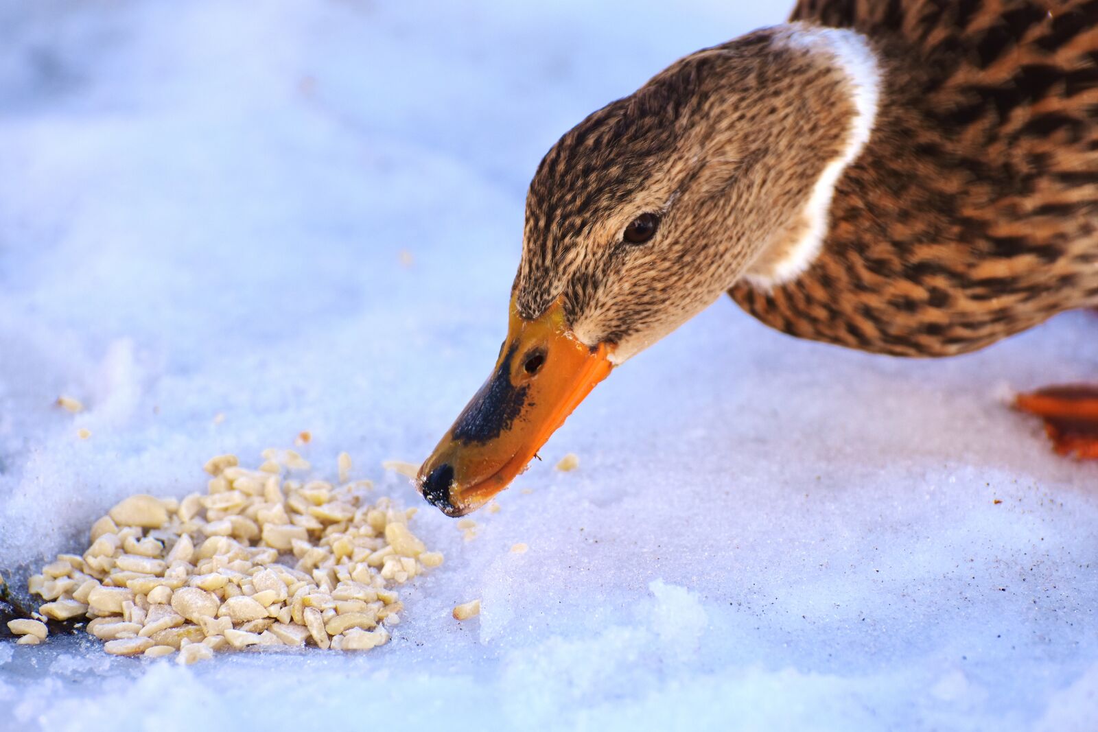 Nikon D7200 sample photo. Duck, mallard, eat photography
