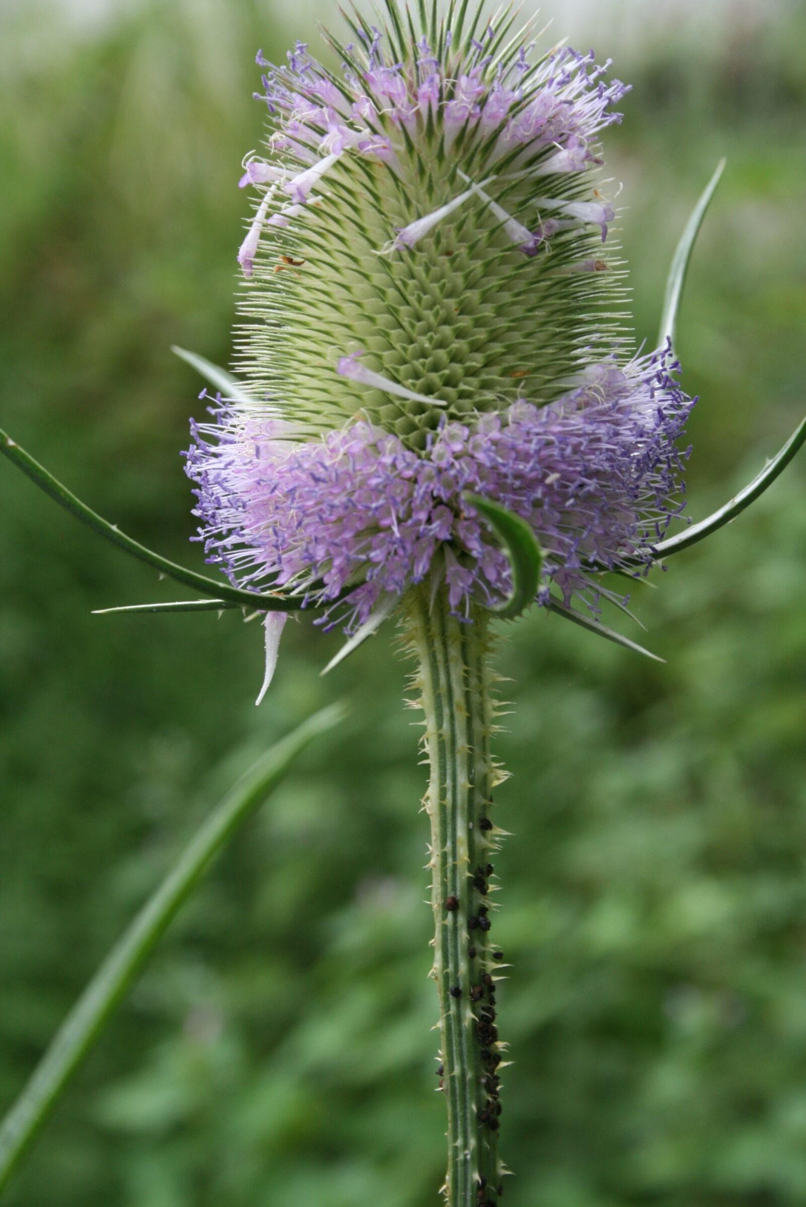 Canon EOS 400D (EOS Digital Rebel XTi / EOS Kiss Digital X) sample photo. Thistle flower, thistle, blossom photography