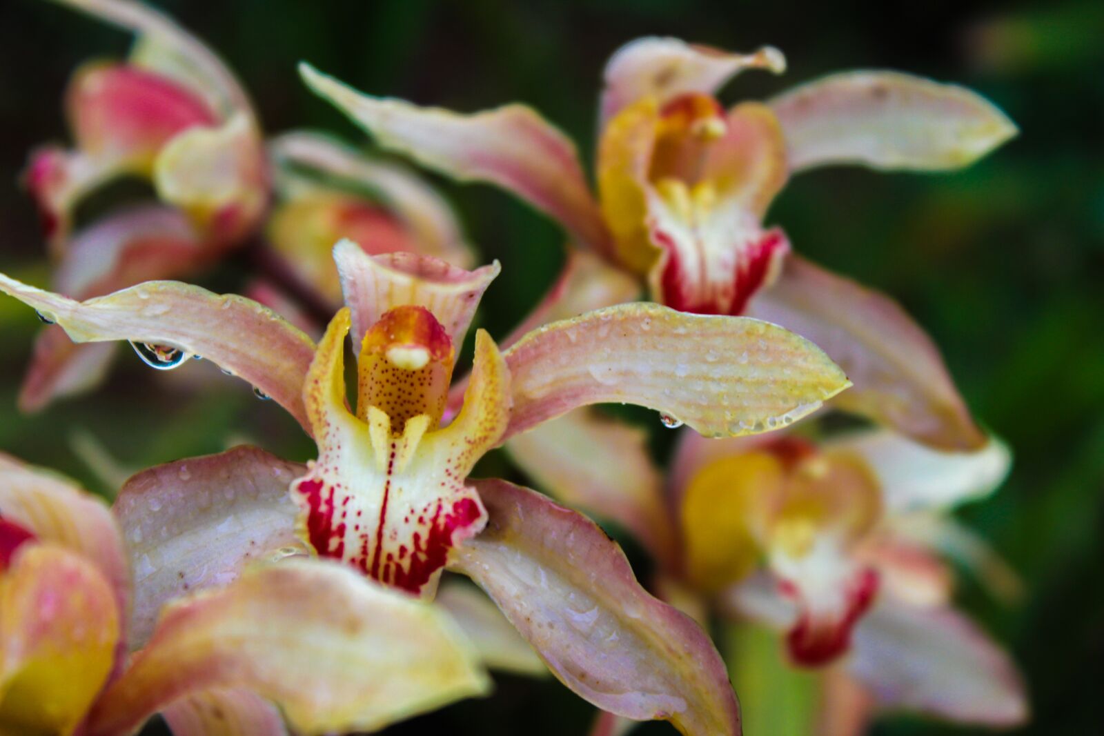Canon EOS 1300D (EOS Rebel T6 / EOS Kiss X80) sample photo. Cymbidium, flower, orchid photography