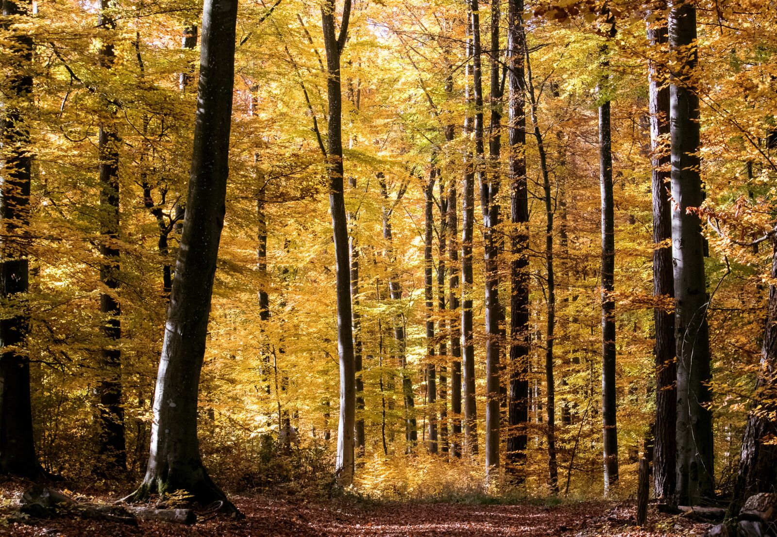 Canon EF-S 55-250mm F4-5.6 IS STM sample photo. Deciduous forest, autumn, fall photography