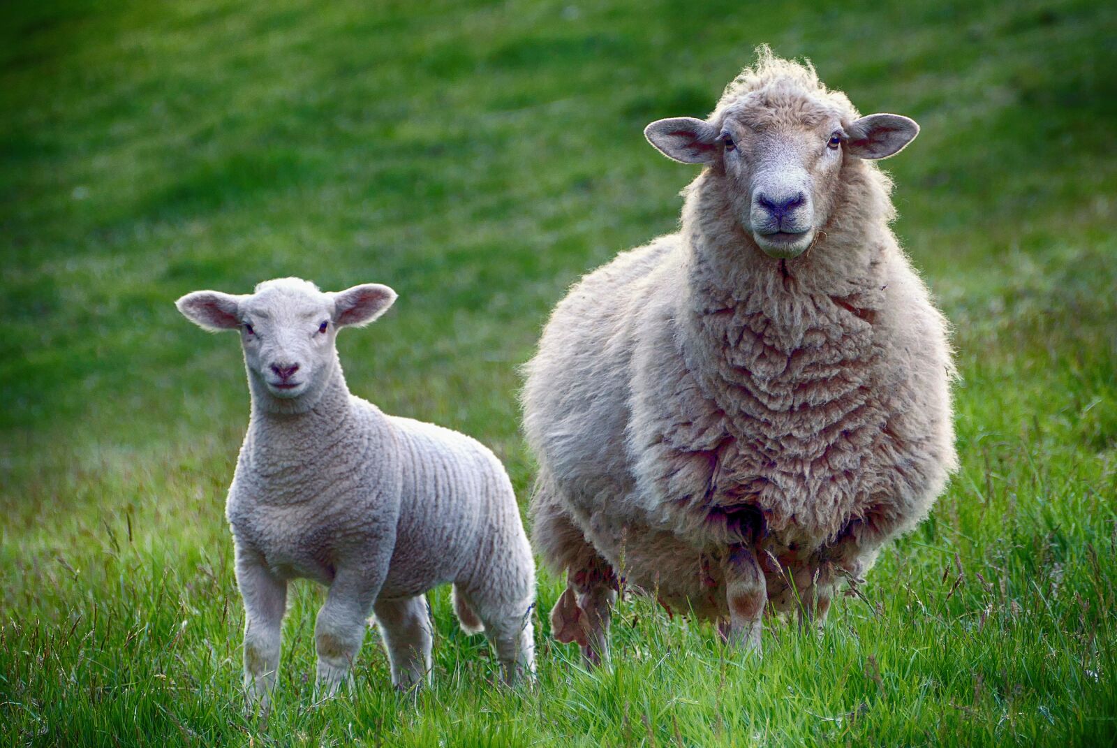 Panasonic Lumix DMC-FZ1000 sample photo. Sheep, lamb, farm photography