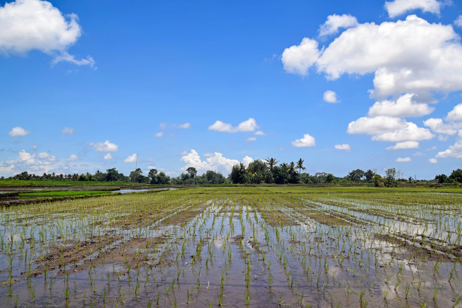 Nikon D3300 sample photo. Bali, indonesia, travel photography