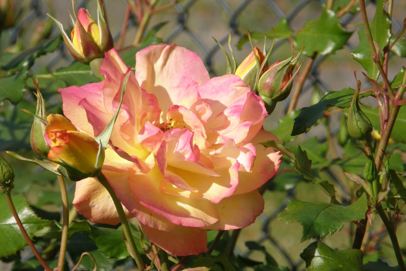 Olympus SP550UZ sample photo. Rose flower, rose bud photography