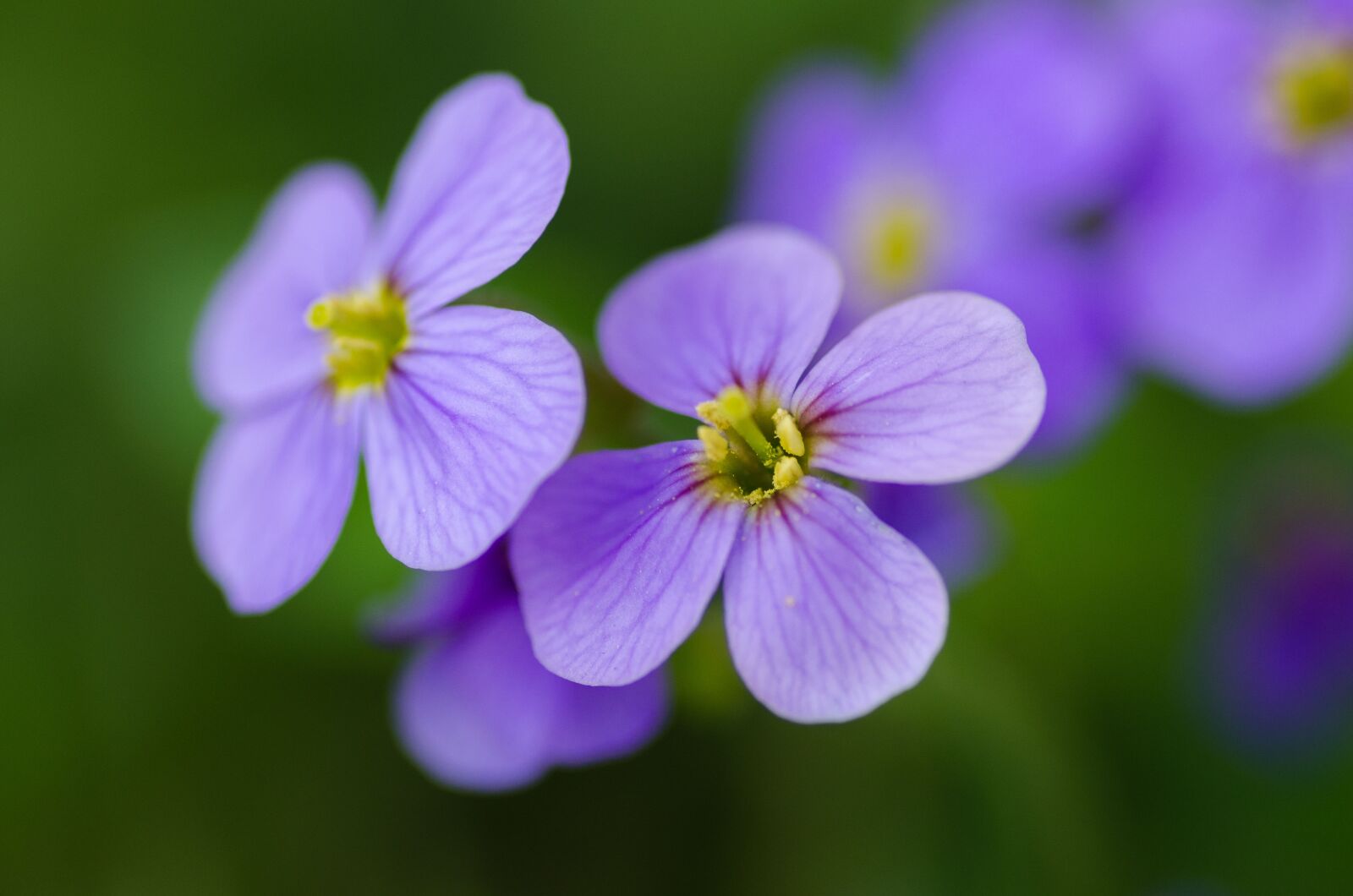 Nikon D5100 sample photo. Flower, bloom, petal photography