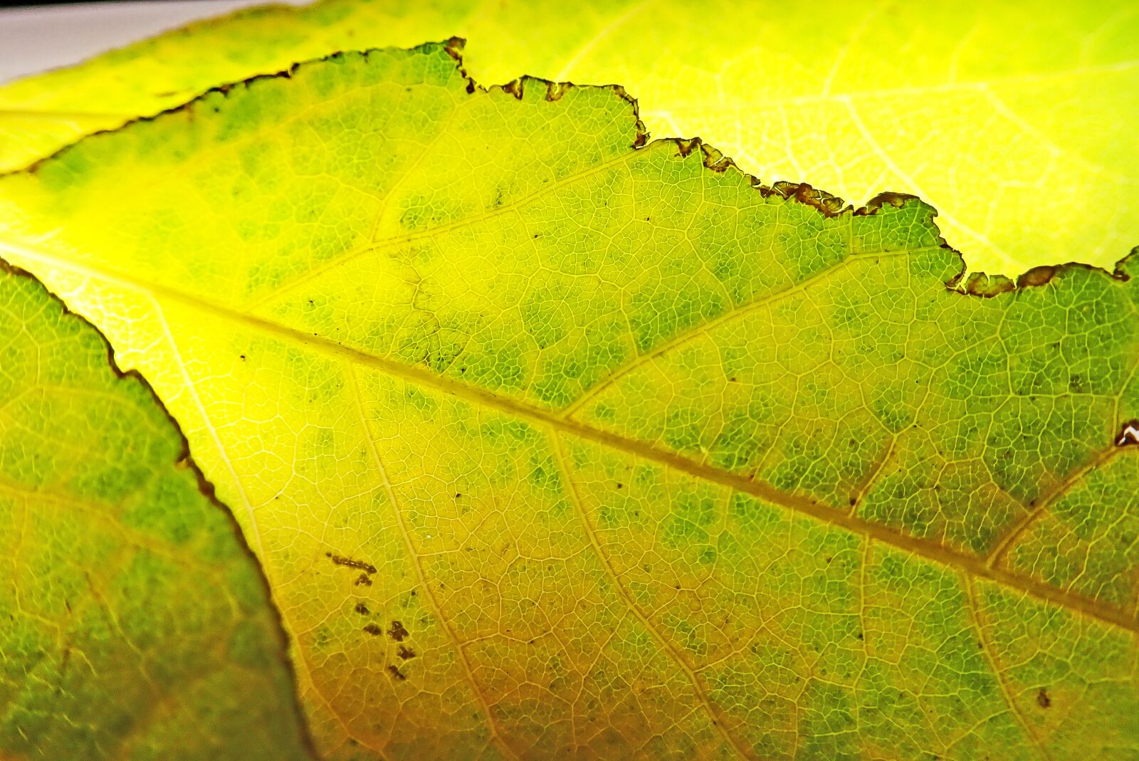 Olympus TG-5 sample photo. Leaves, yellow, autumn photography