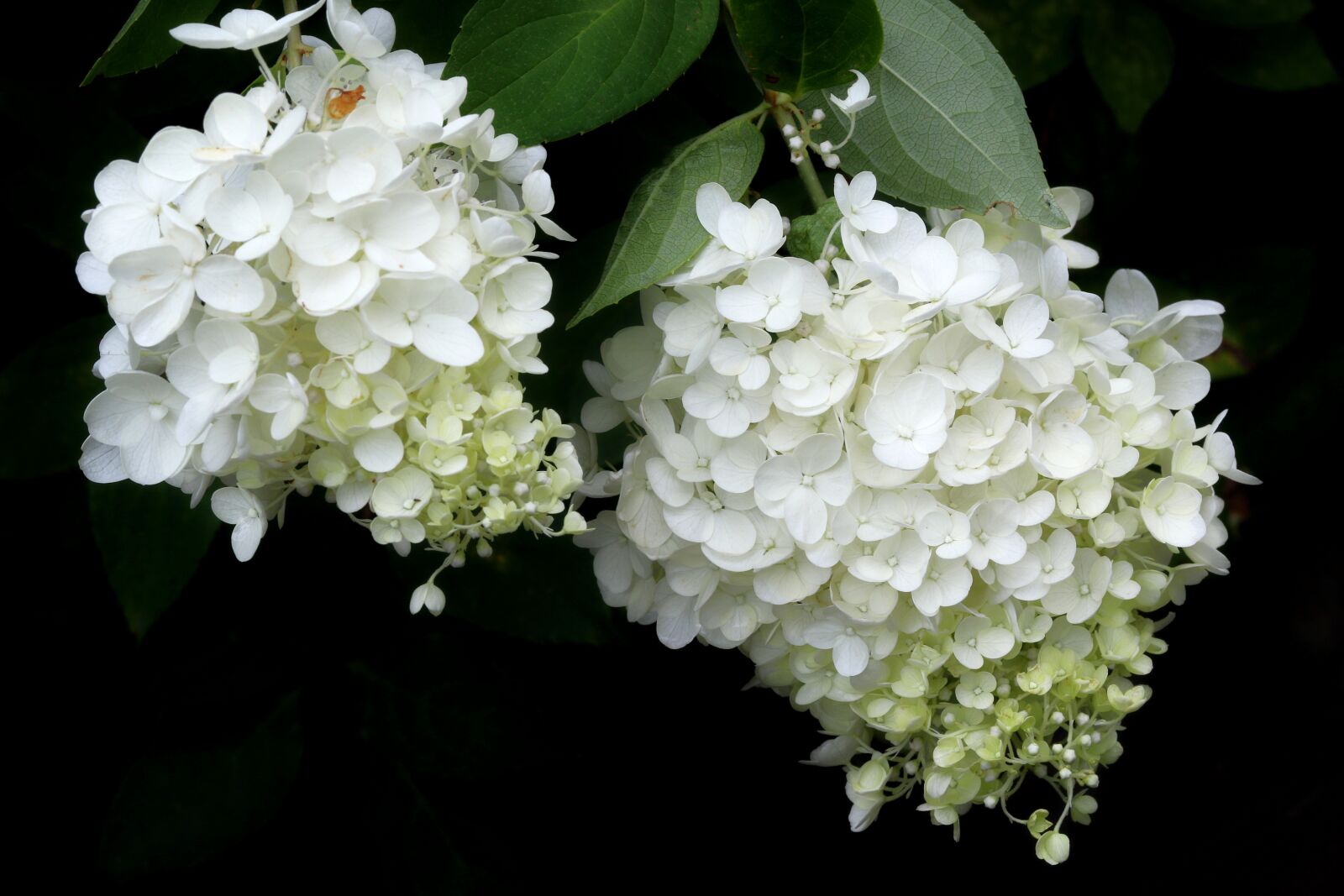 Canon EOS 7D Mark II sample photo. Plants, nature, forest photography