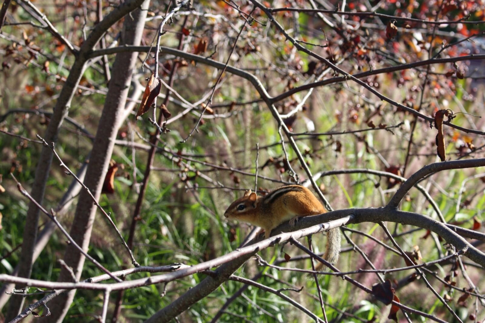 Canon EOS 700D (EOS Rebel T5i / EOS Kiss X7i) sample photo. Animal, fauna, little photography