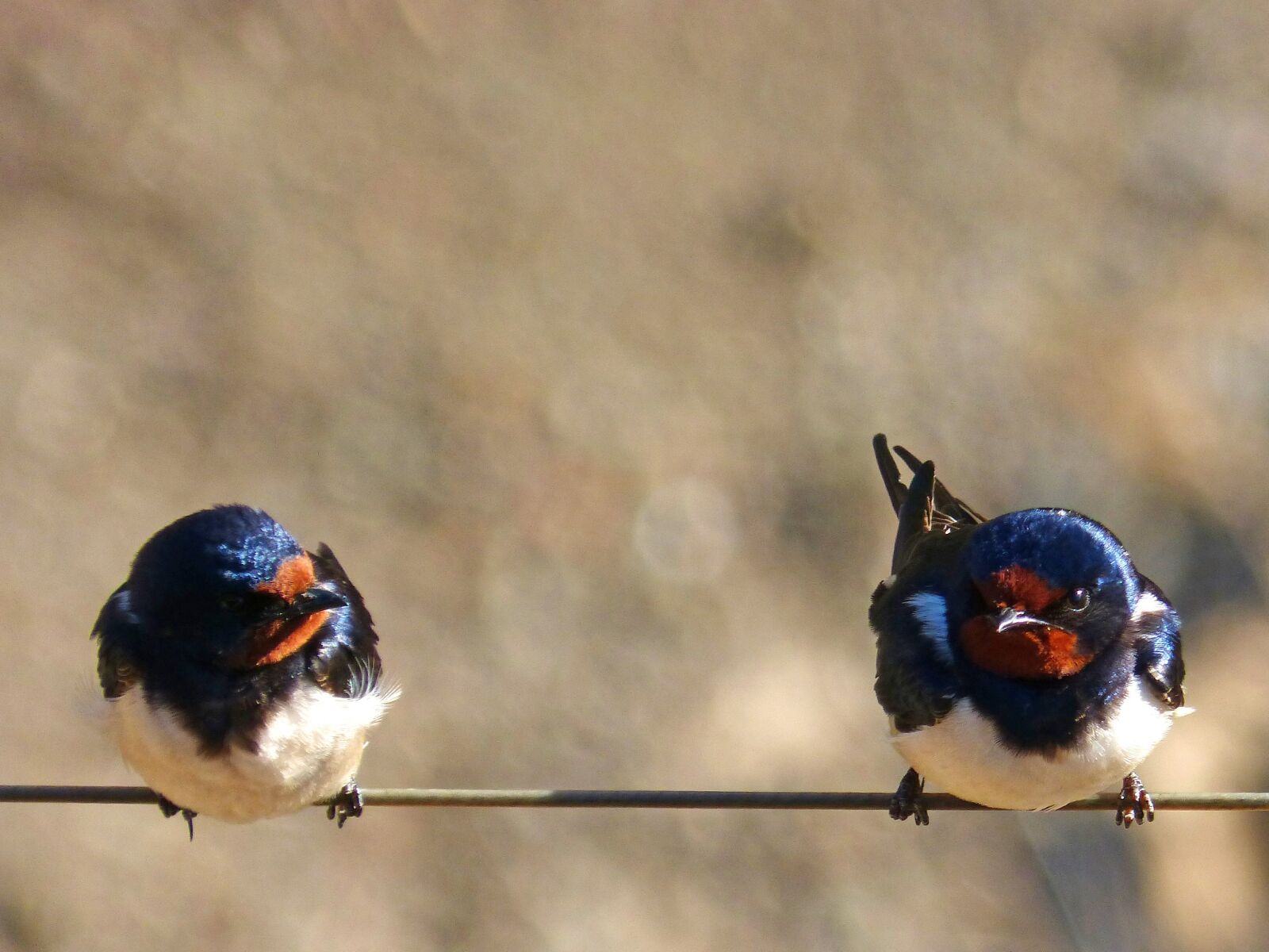 Panasonic DMC-FZ62 sample photo. Swallow, couple, cable photography